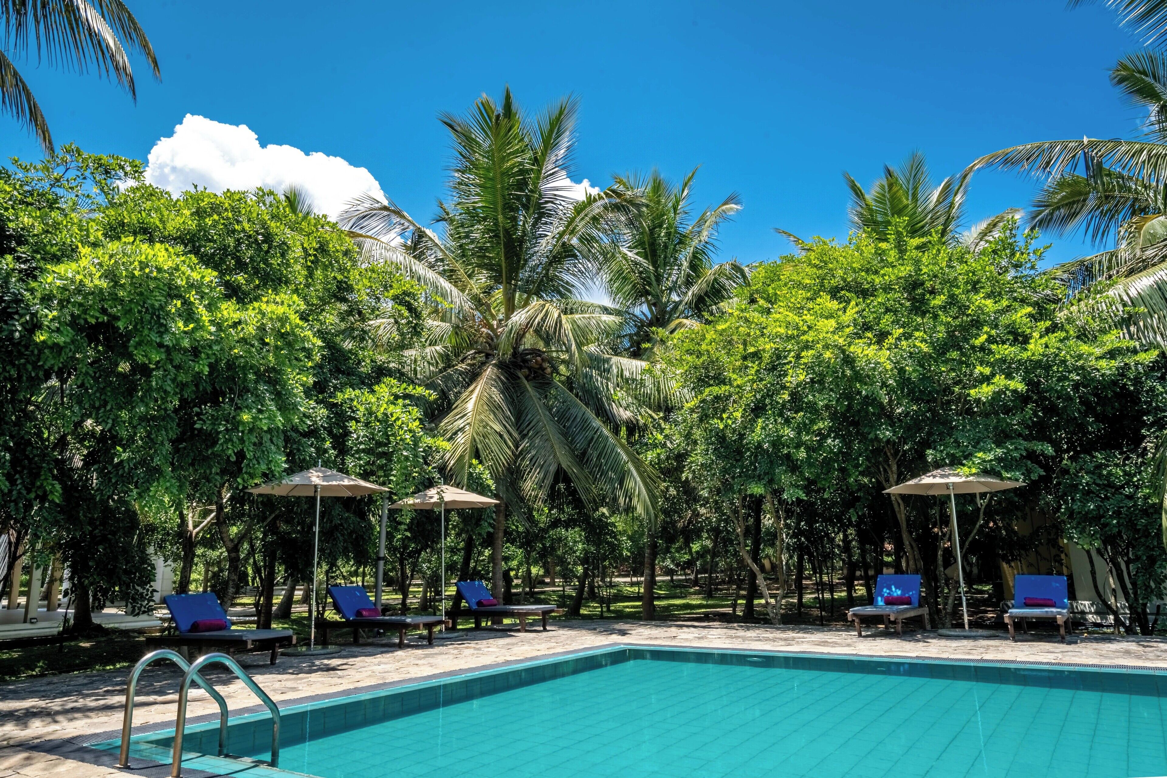 A swimming pool with lounge chairs and umbrellas, surrounded by lush greenery and palm trees.