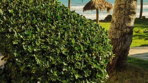 Shared Dormitory, 2 Bedrooms, Smoking, Balcony | Exterior - Room in Guest Room - Oceanfront Suite With Kitchenette Stunning Views & Secluded Luxury (Gaspar Hernandez)