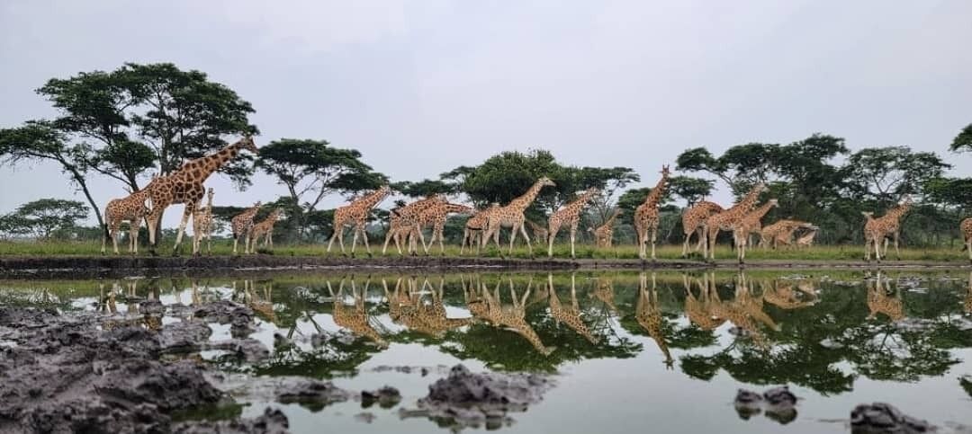 Game viewing