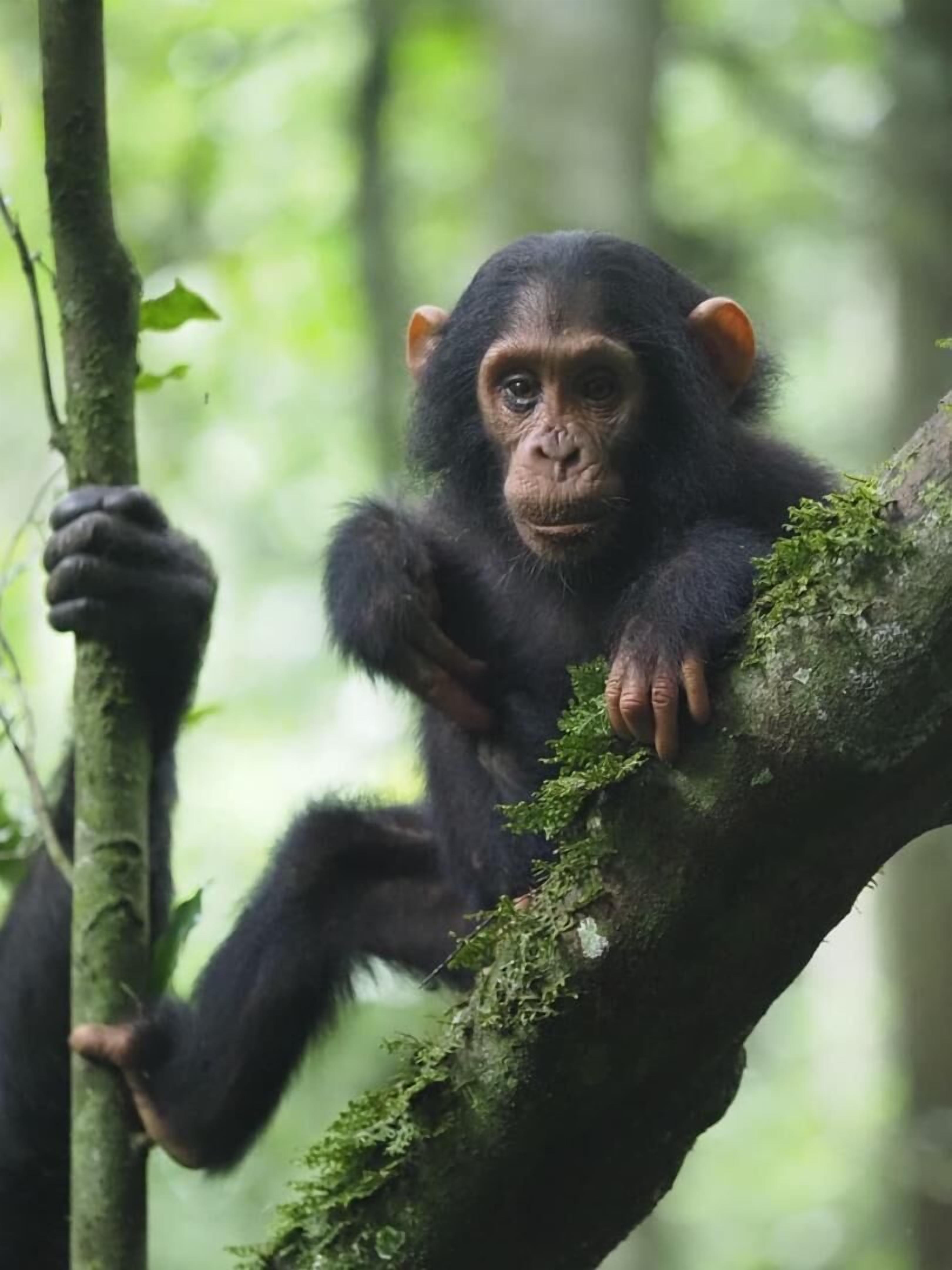 Un chimpancé aferrado a una rama de árbol cubierta de musgo en un bosque.