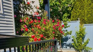 A porch with a wooden railing, potted plants, and a garden with red flowers. - Private 2 bedroom basement suite in Langley (Langley)