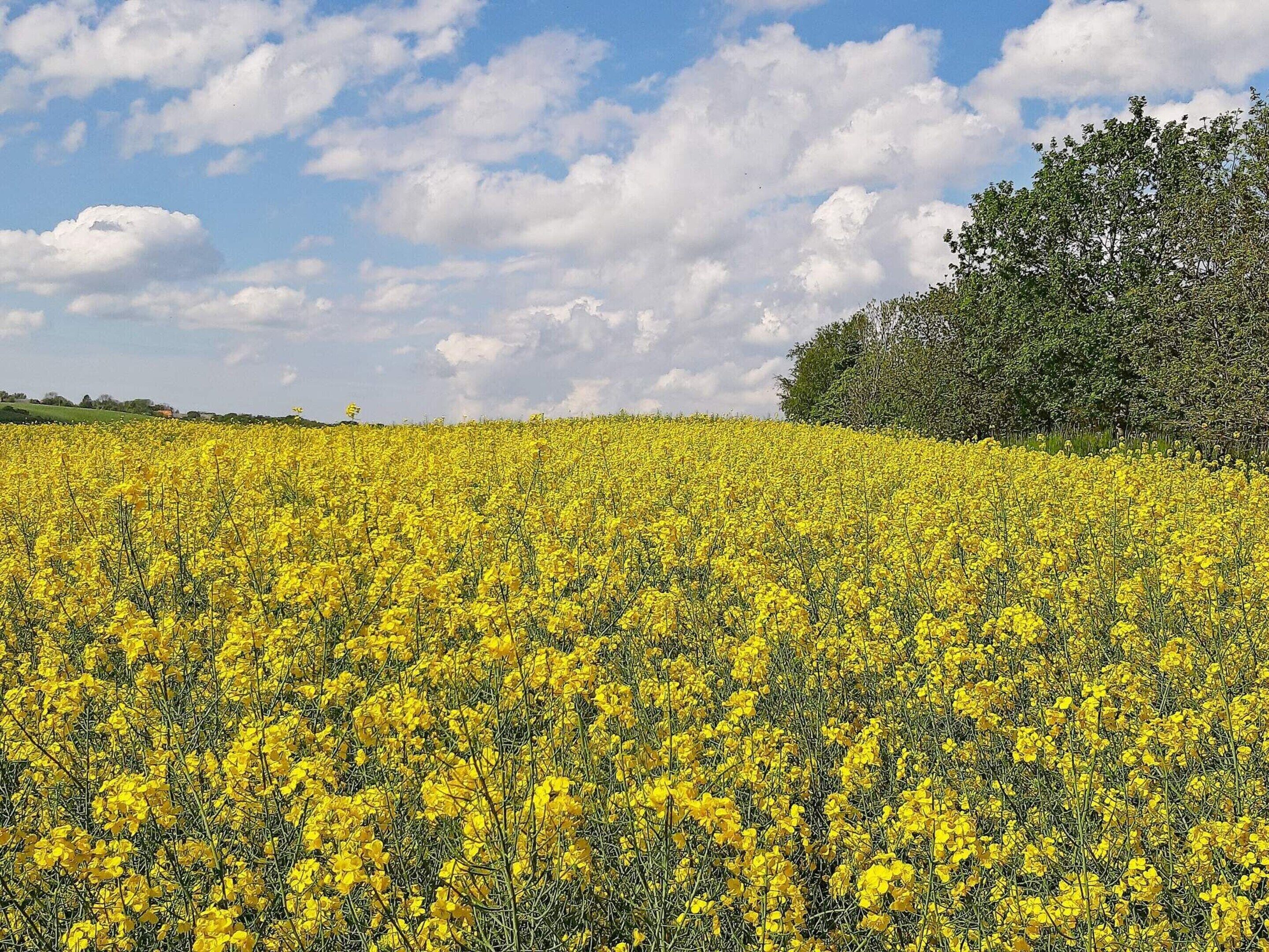 Ein Feld voller gelber Blumen unter einem teils bewölkten Himmel.
