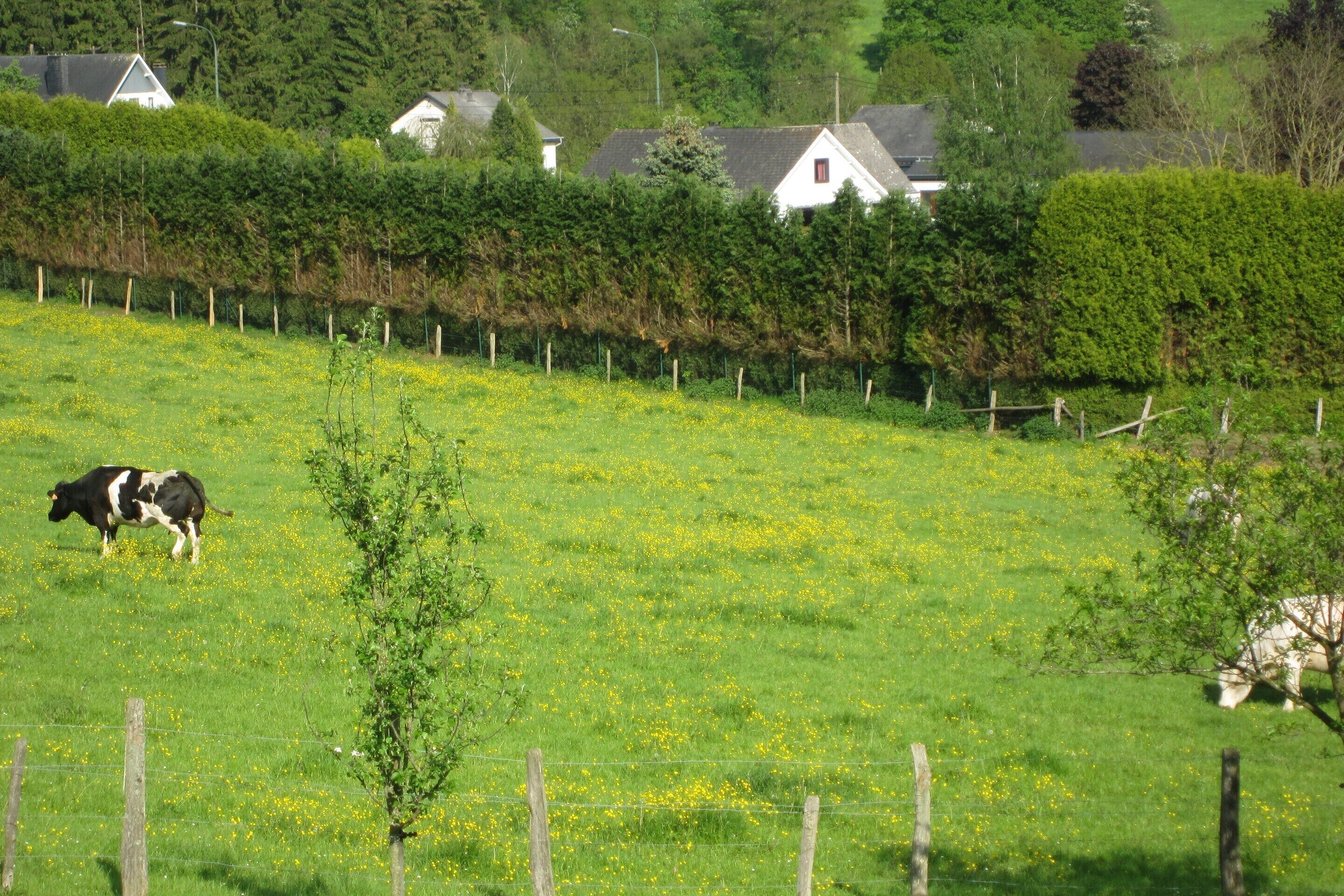 A rural landscape with a cow grazing in a field, surrounded by a wooden fence and a hedge.