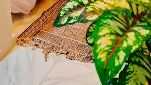 Une chambre à coucher avec un lit, une table de chevet, une plante en pot et un tapis à motifs.