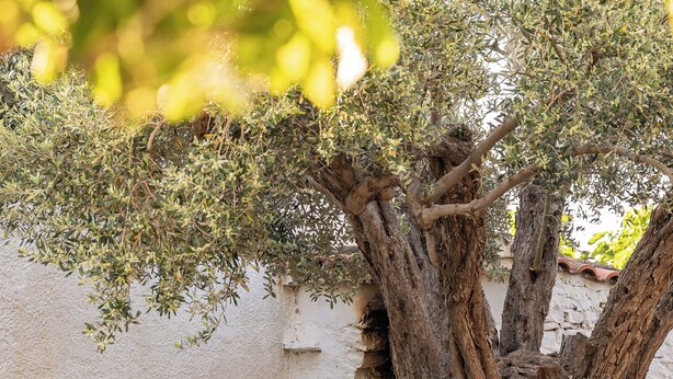 A lounge chair with a hat and a teal cloth, positioned under a tree with a textured trunk, next to a white wall. - THALIA'S COTTAGE - Cozy, Romantic Retreat for Two (Samos)