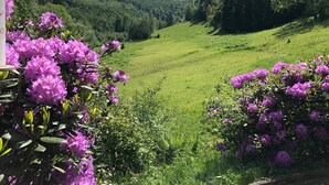 A lush green valley with dense forested hills in the background. - Exclusive Group House in Winterberg in the Forest (Winterberg)