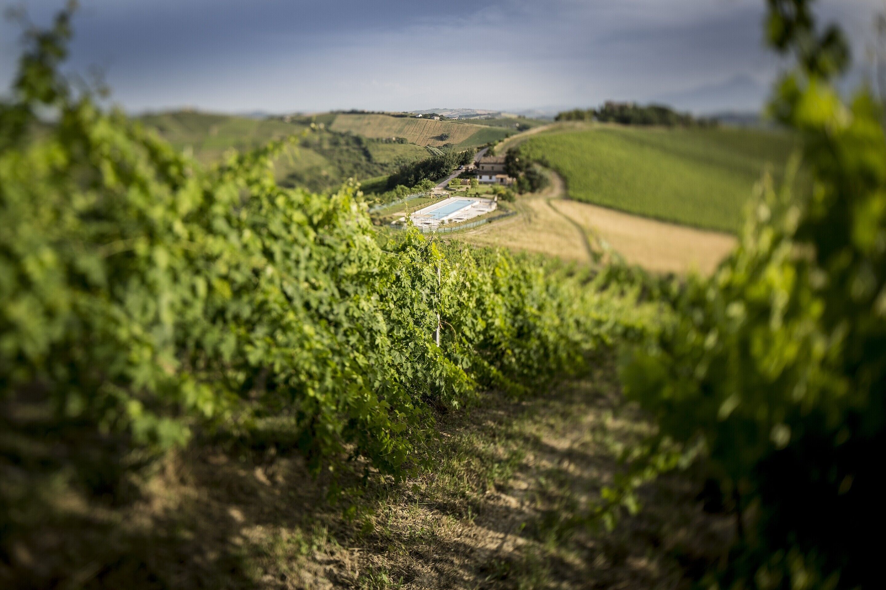 A vineyard with rows of grapevines and a building in the background.