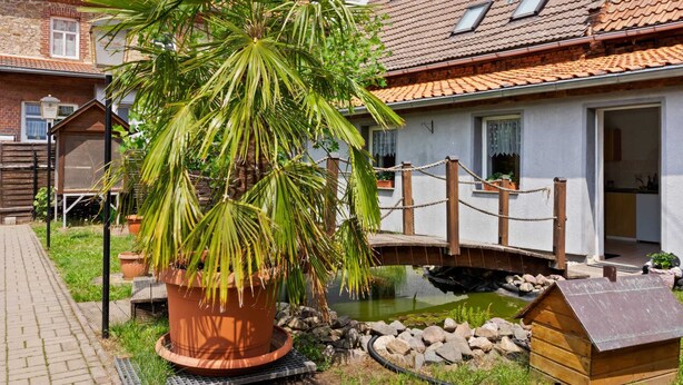 A residential property with a brick house, a wooden bridge over a pond, and a large potted palm tree.