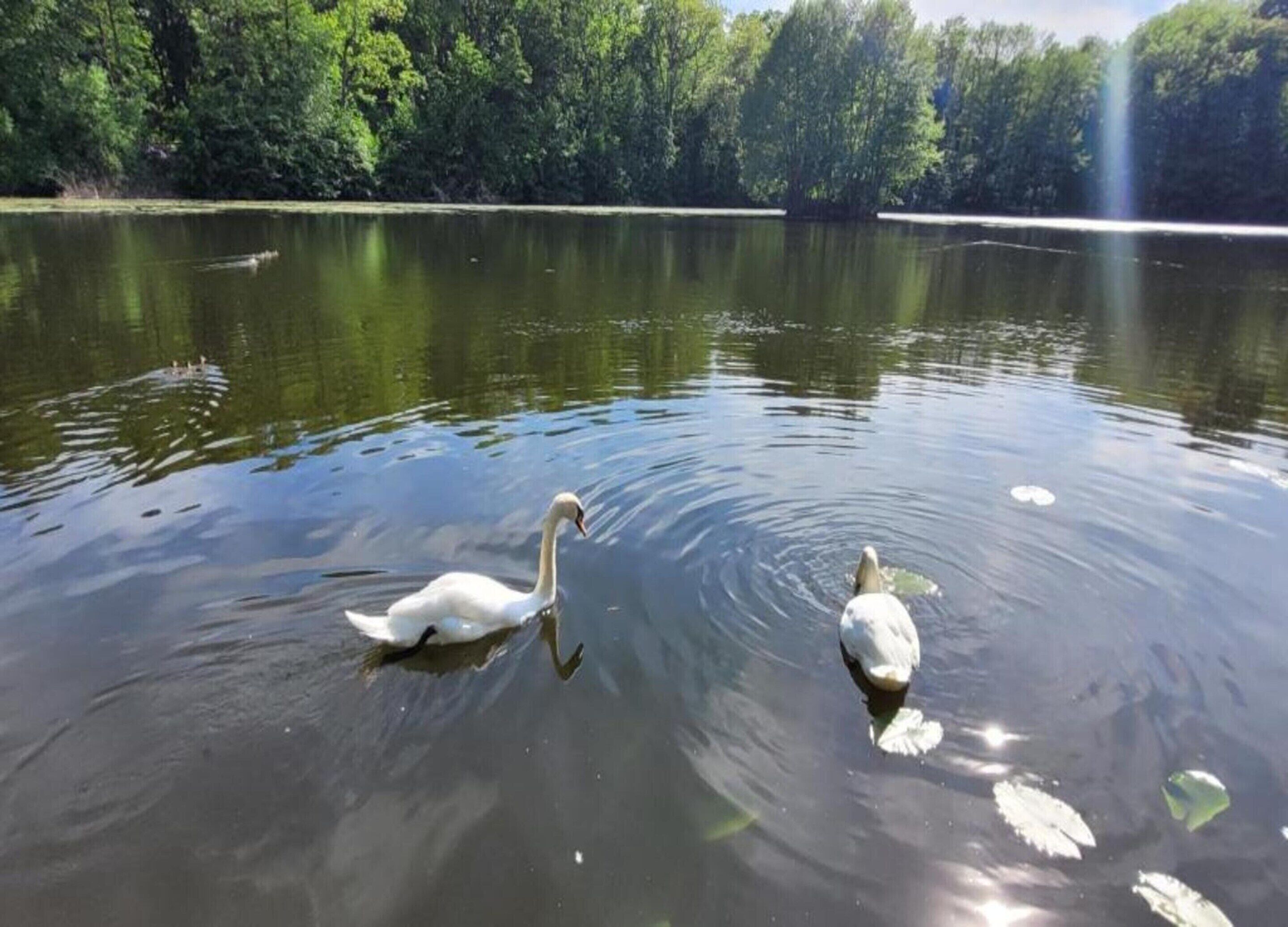Dos cisnes nadan en un lago tranquilo bordeado de árboles frondosos.