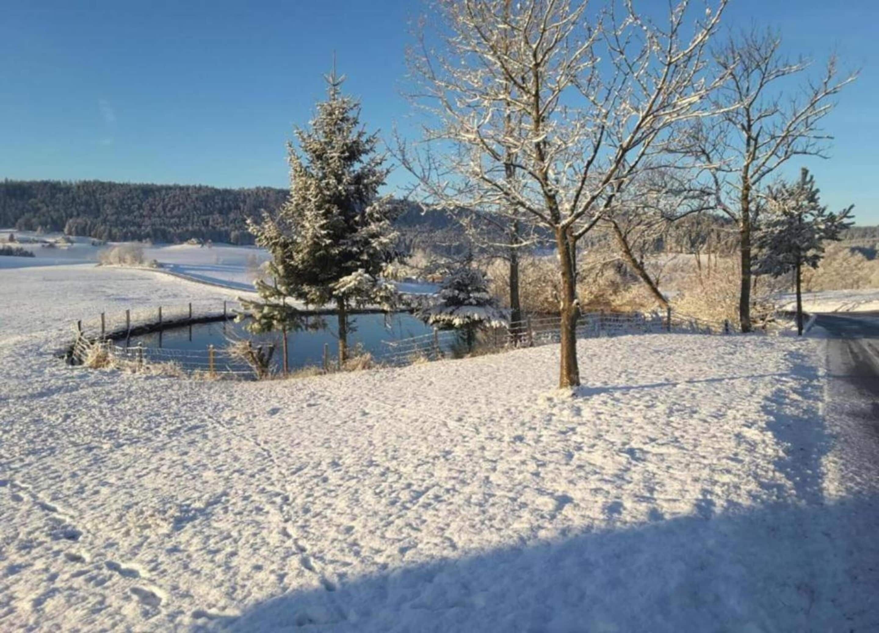Paisatge nevós amb una bassa, arbres i una tanca.