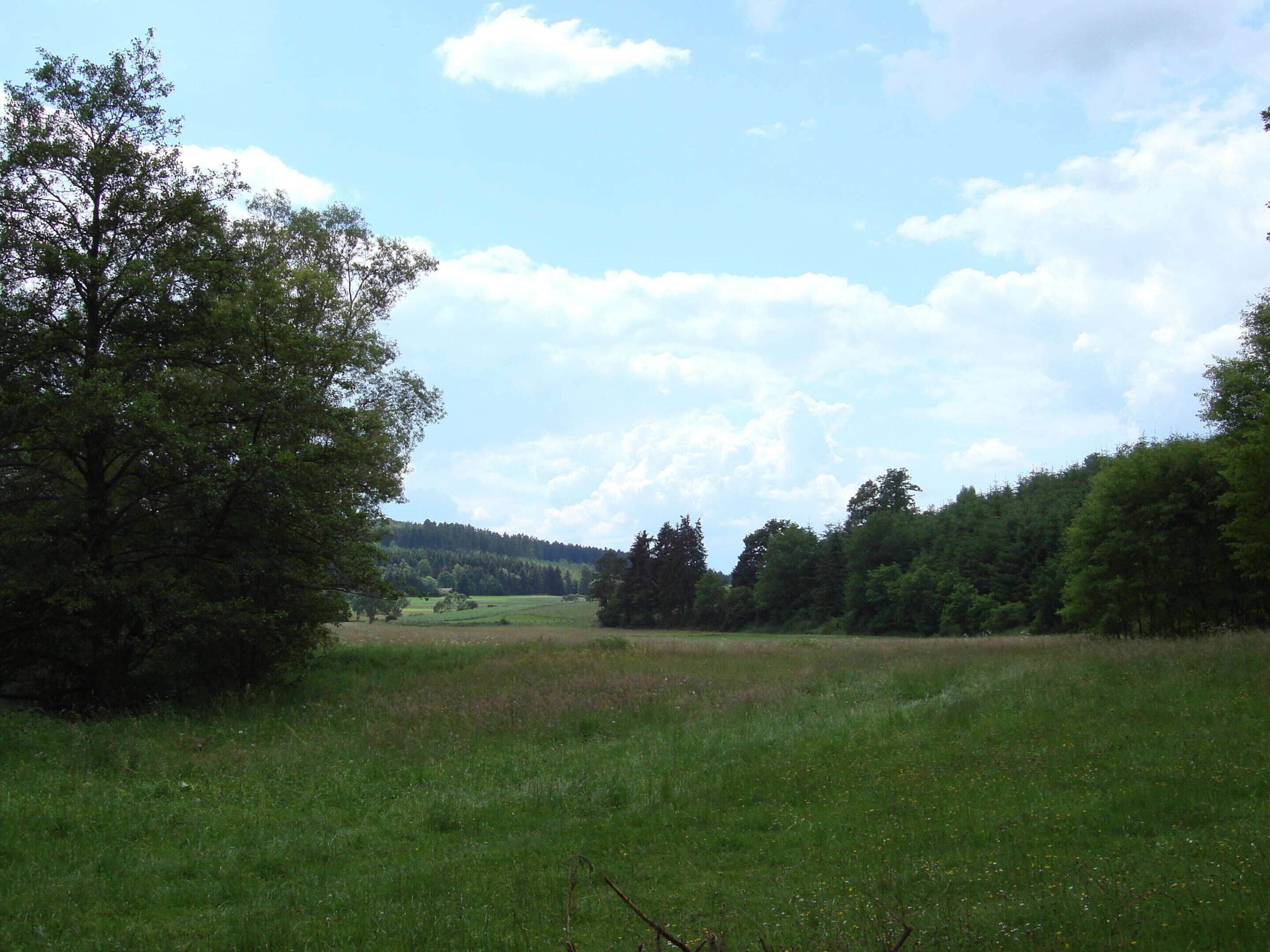 A grassy field with trees and a clear sky.