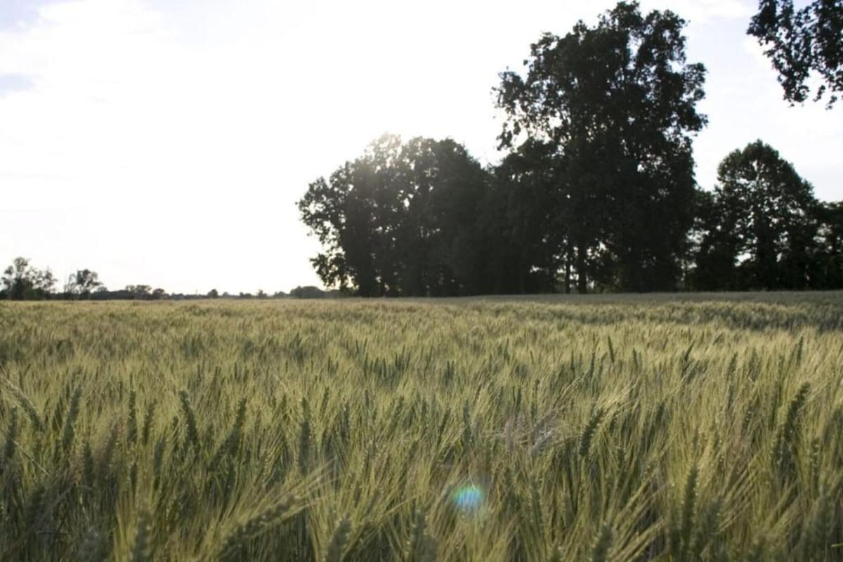 Een veld met hoge gewassen en bomen op de achtergrond.