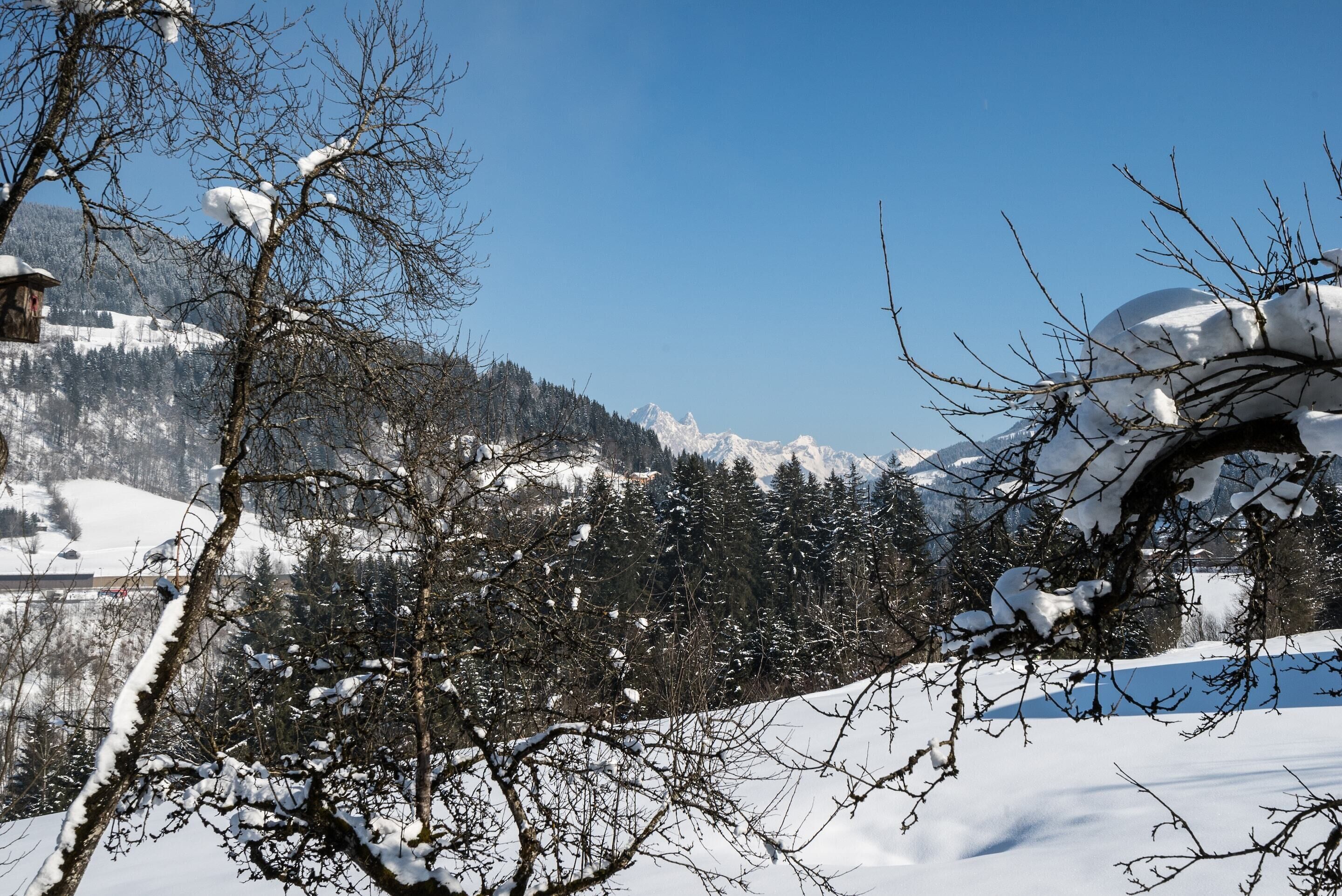 A snowy landscape with bare trees and a mountain in the background.