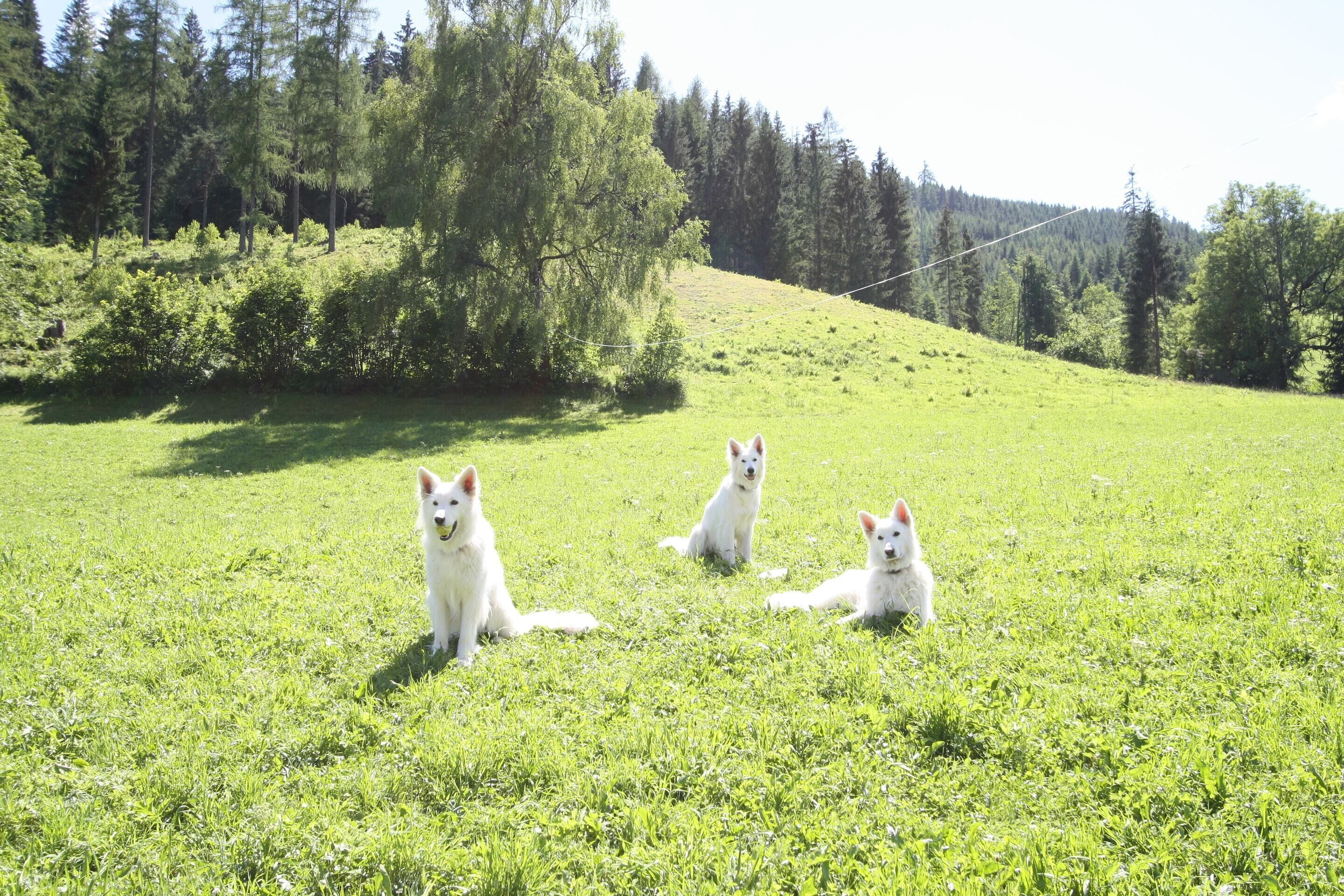 Three white dogs sitting on a grassy field with trees in the background.