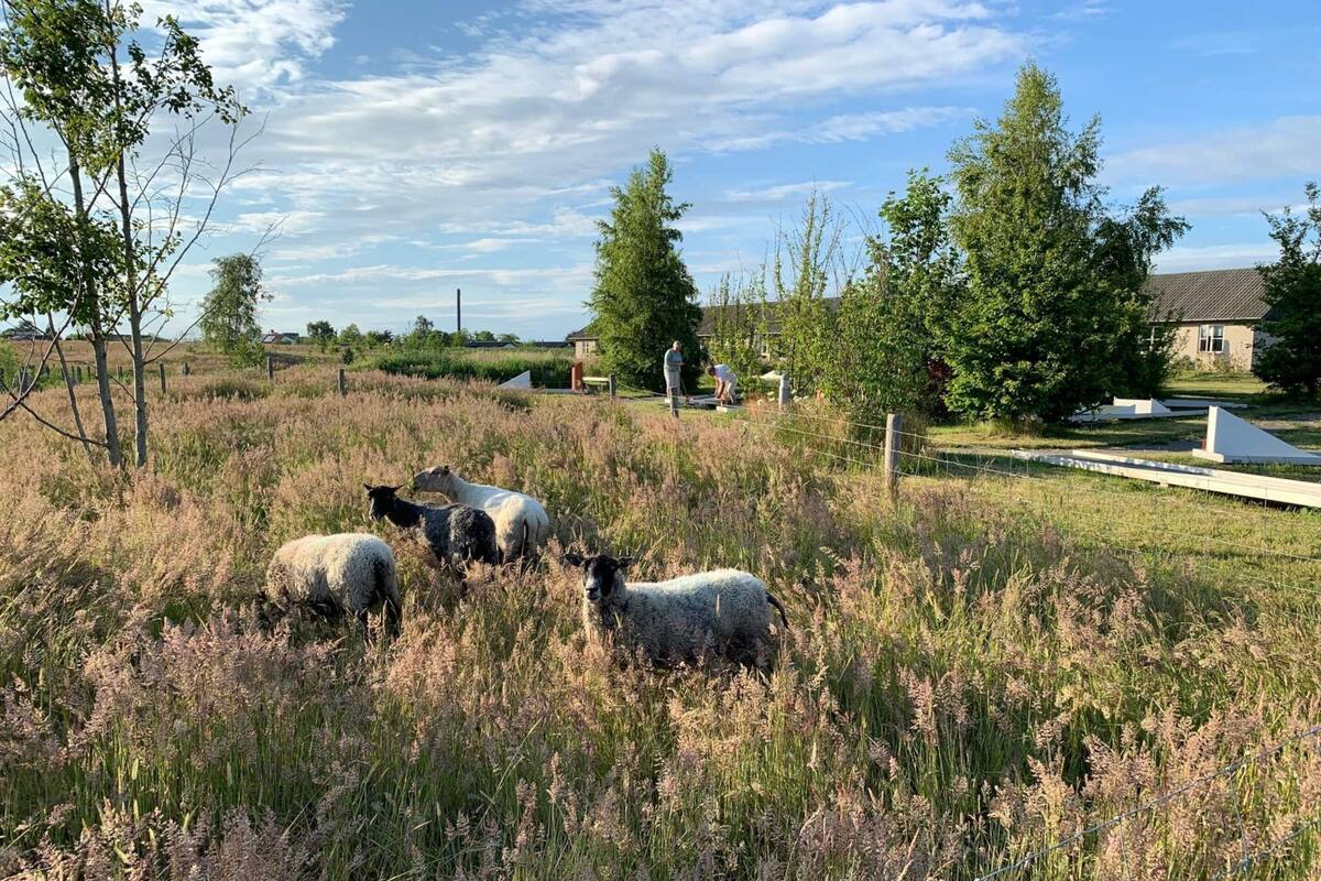 A grassy field with sheep grazing, surrounded by trees and a building in the background.