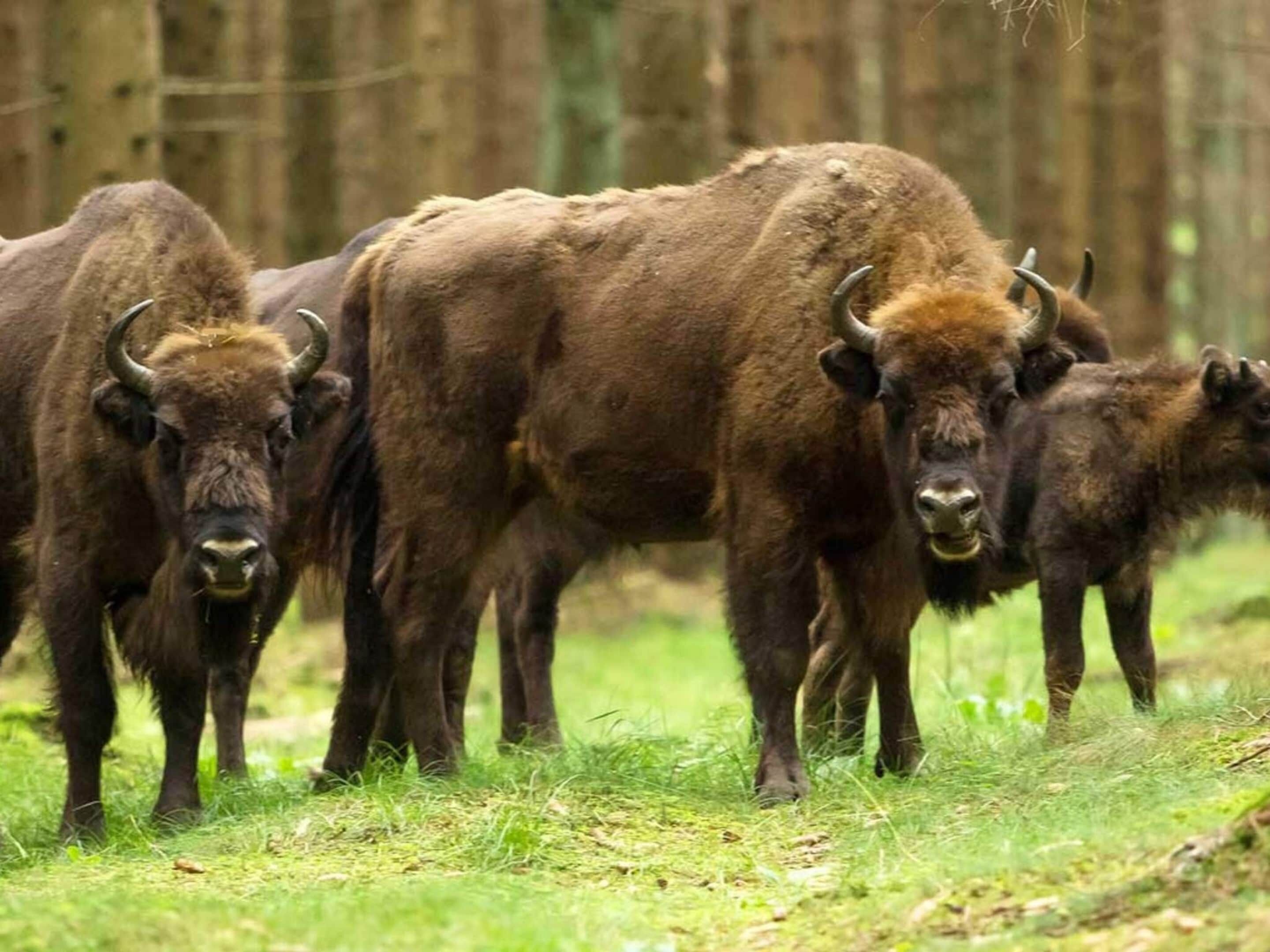 Un grupo de bisontes en un área con pasto y árboles al fondo.