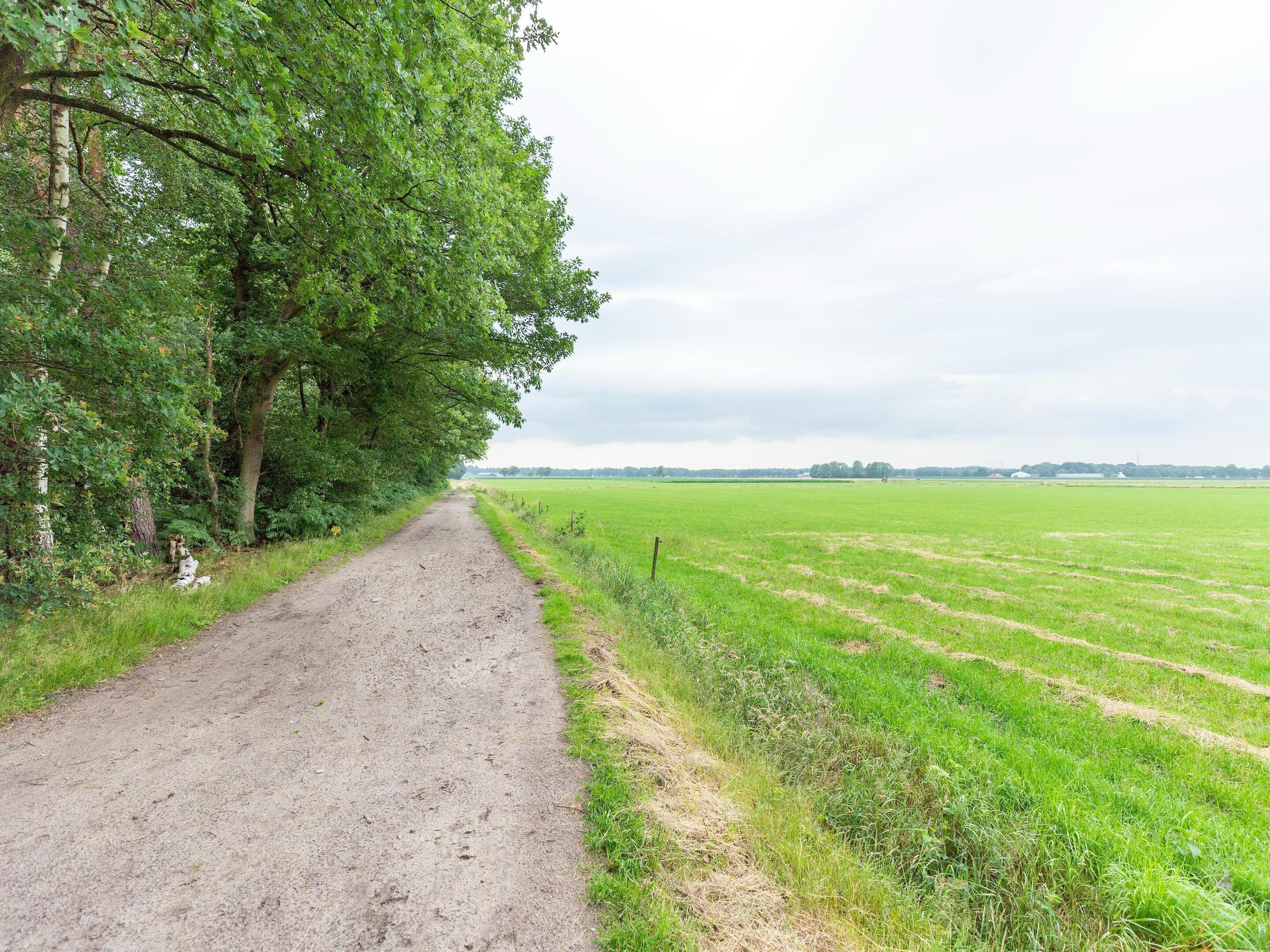 A rural dirt road flanked by dense trees and open fields.