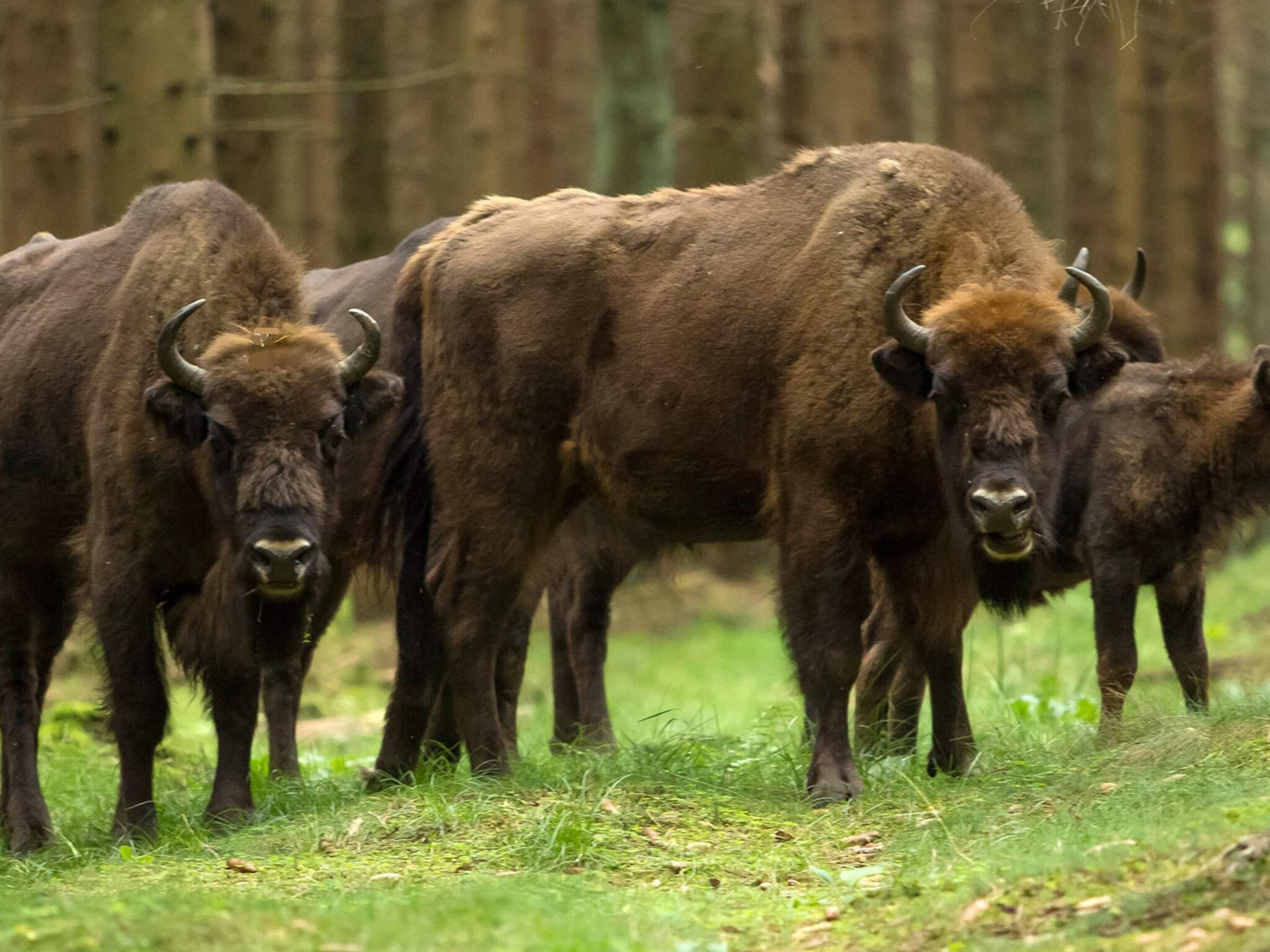 A group of bison in a grassy field with trees in the background.