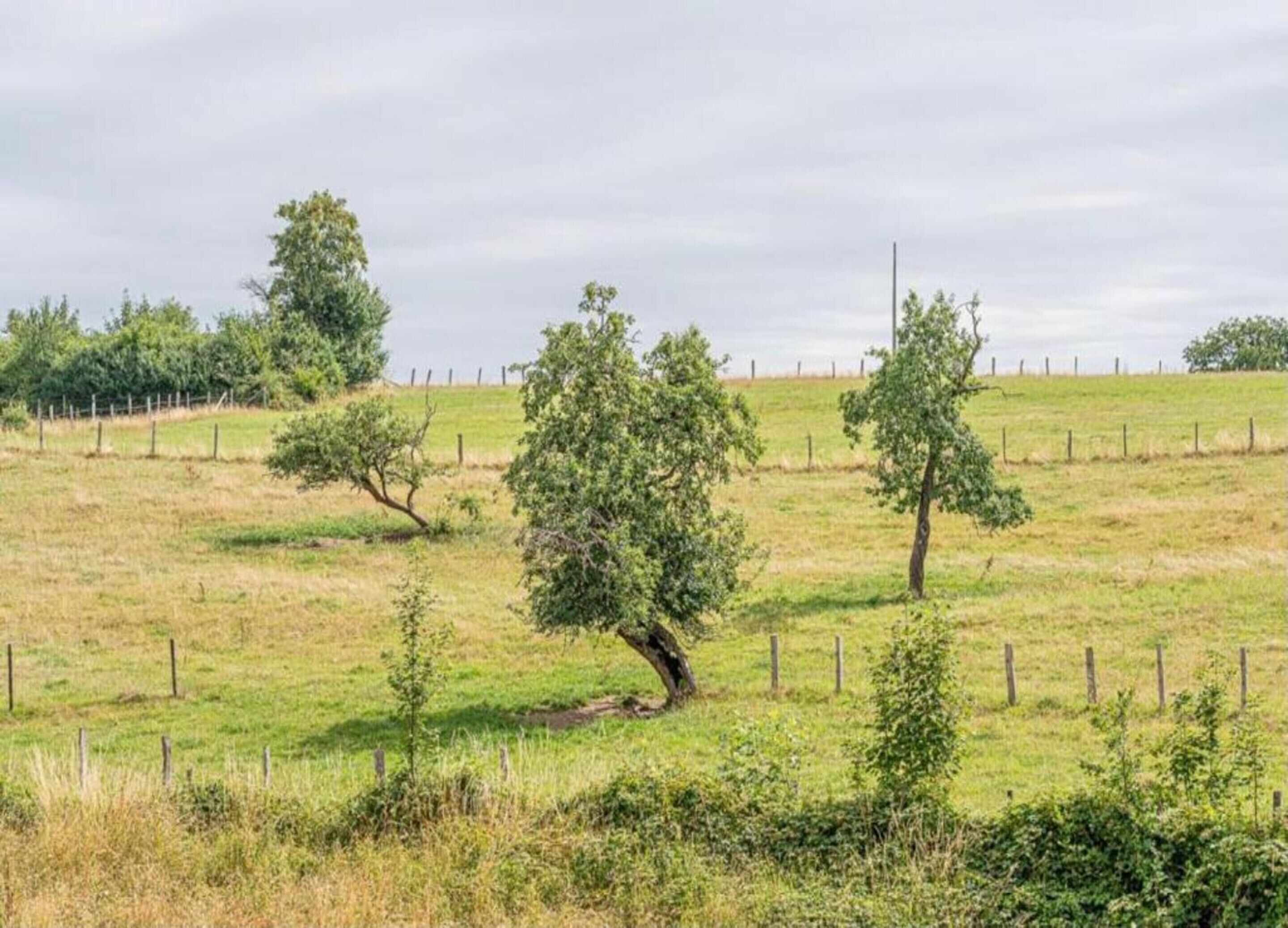 Paisaje rural con un campo cercado, varios árboles y cielo despejado.