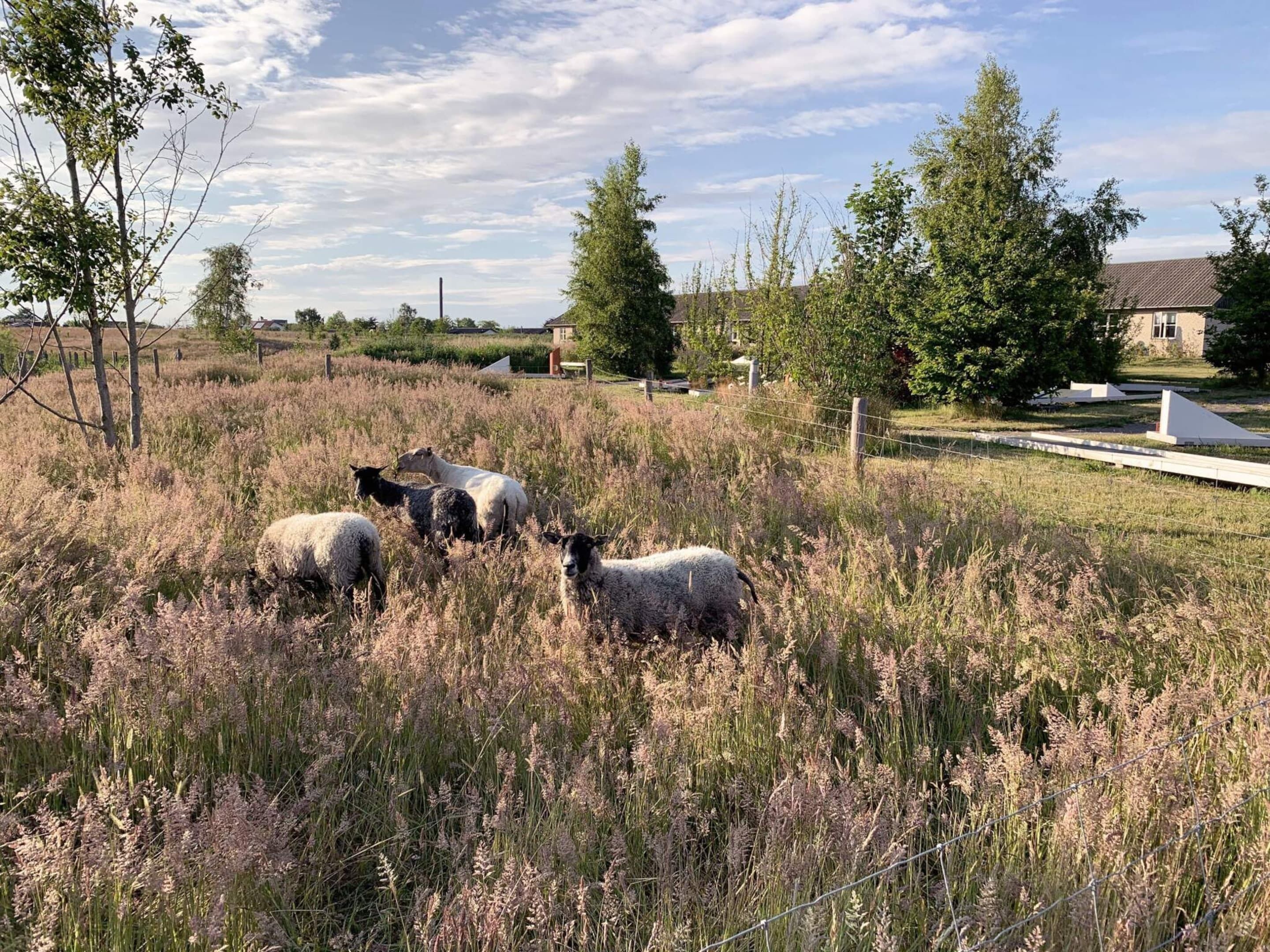A field with grazing sheep and a fenced area with a building in the background.