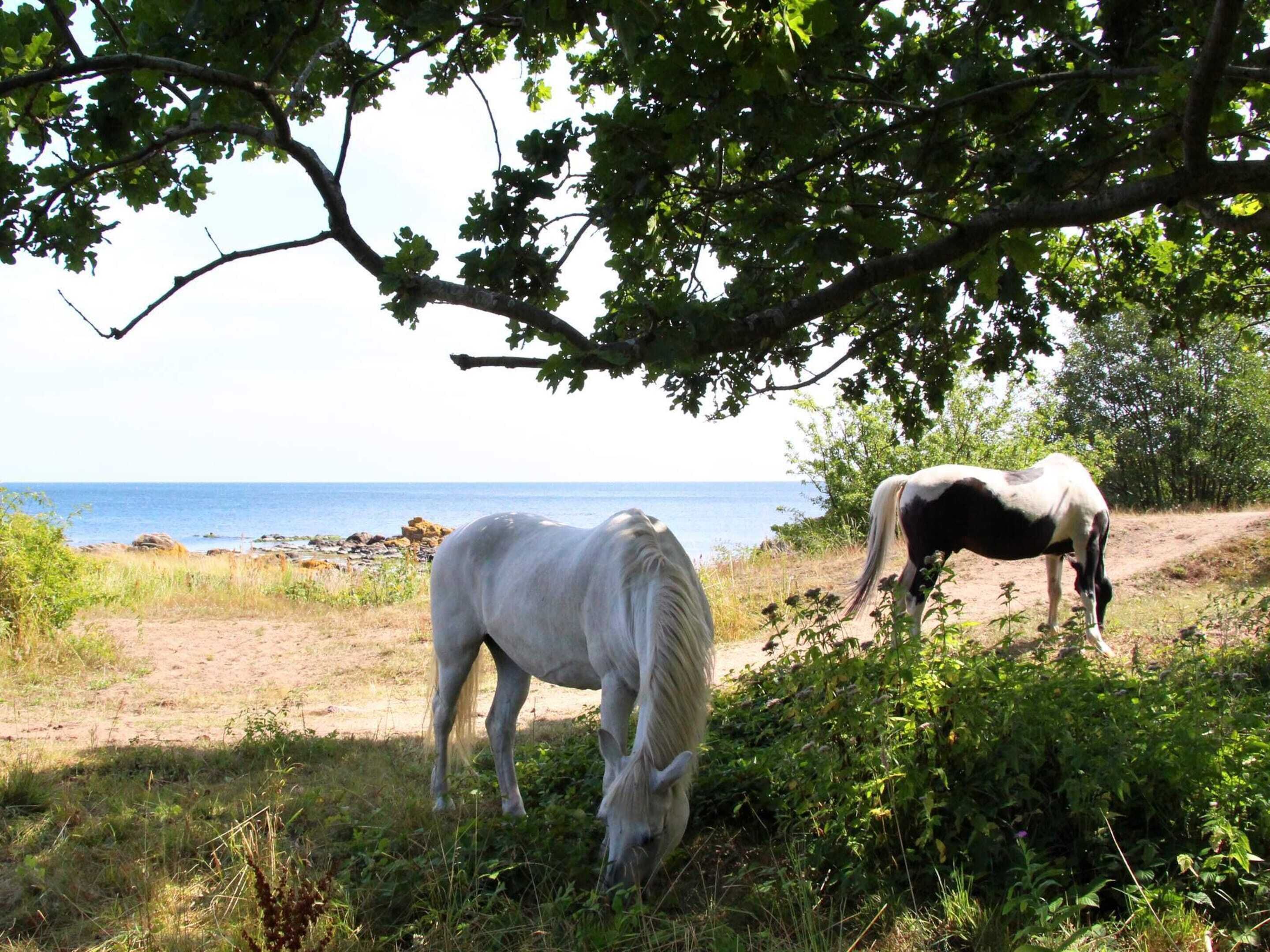 Two horses grazing near a beach with a clear view of the ocean.
