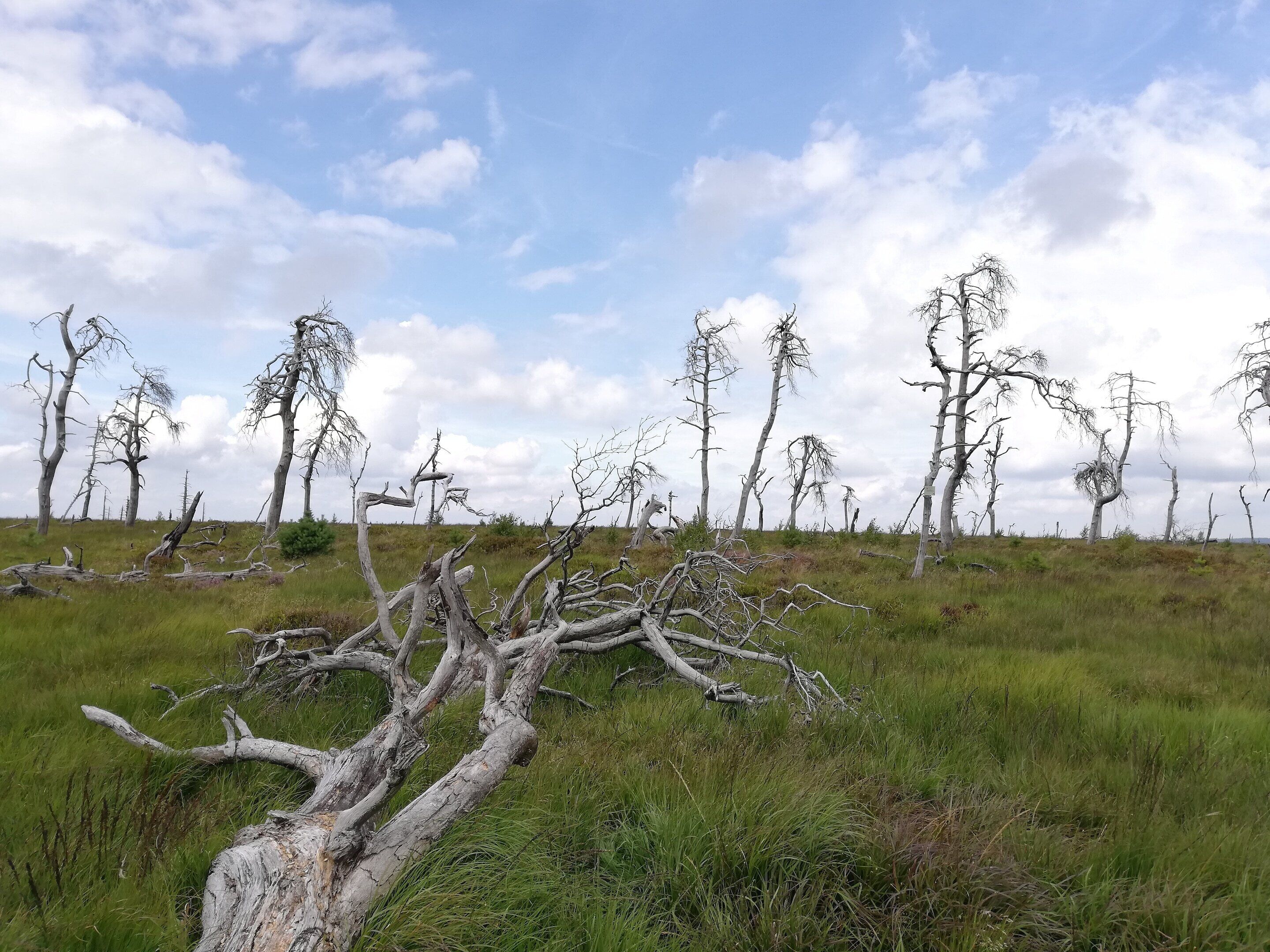 A landscape with dead trees and a clear sky.