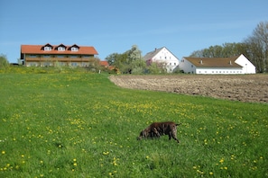 A field with a dog, buildings in the background, and a clear sky. - Comfortable Apartments in Rotthalmunster (Rotthalmuenster)