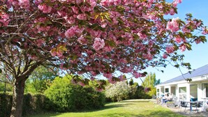 A tree with pink blossoms in a well-maintained grassy area with a building in the background. - 4 Person Holiday Home in Svaneke (Svaneke)