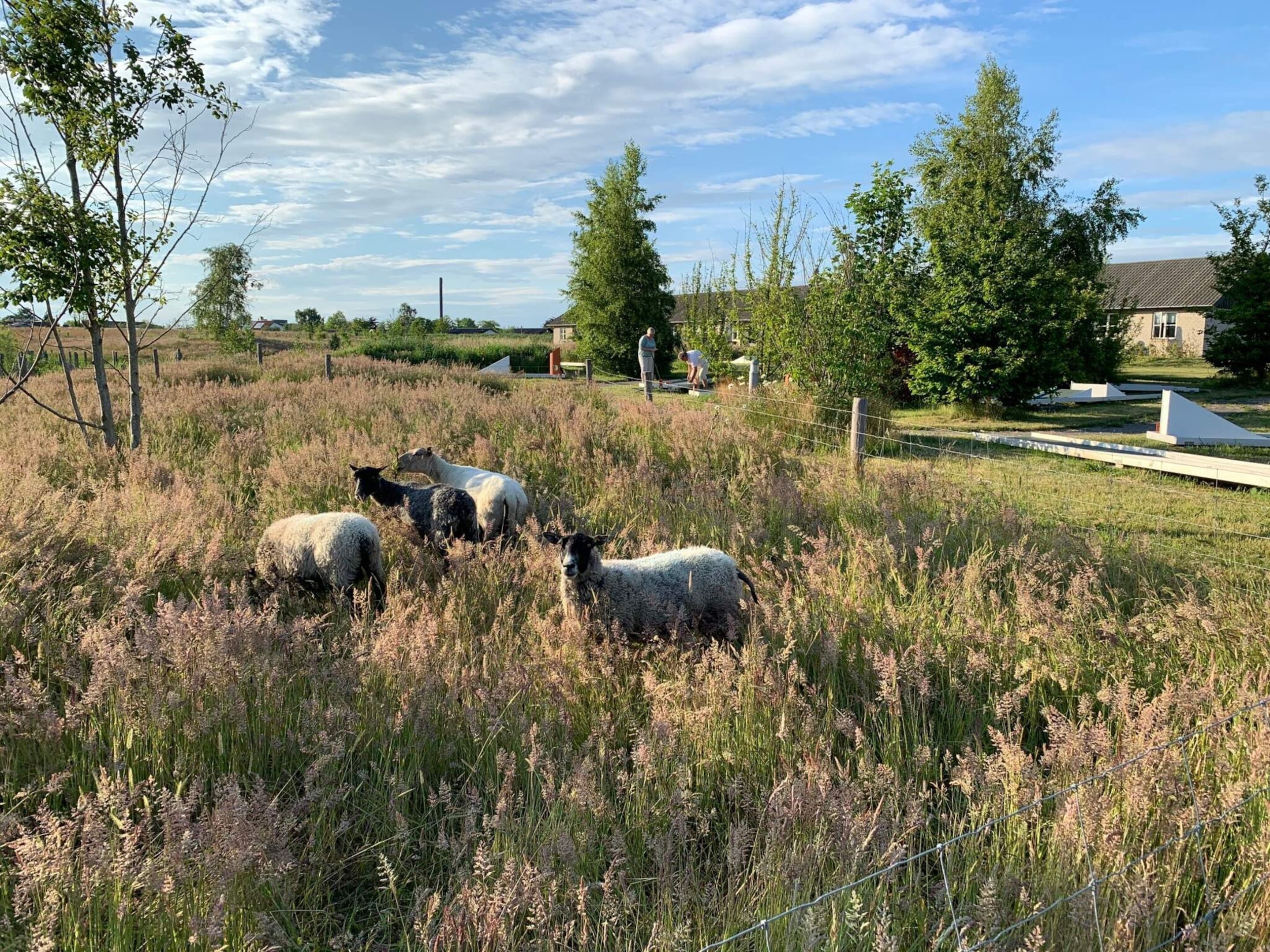 A grassy field with sheep grazing, surrounded by trees and a building in the background.
