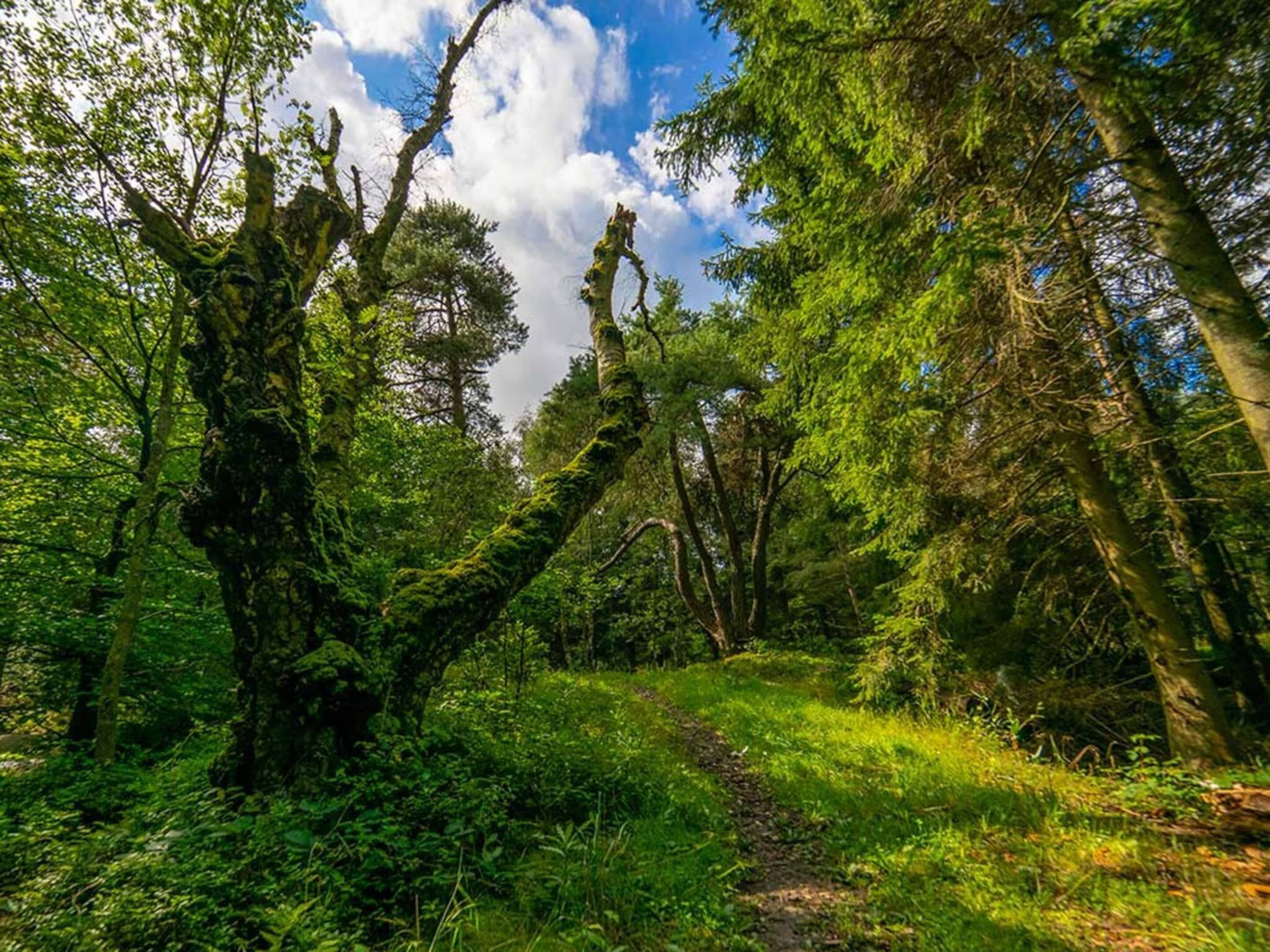 Ein bewaldetes Gebiet mit einem Feldweg.