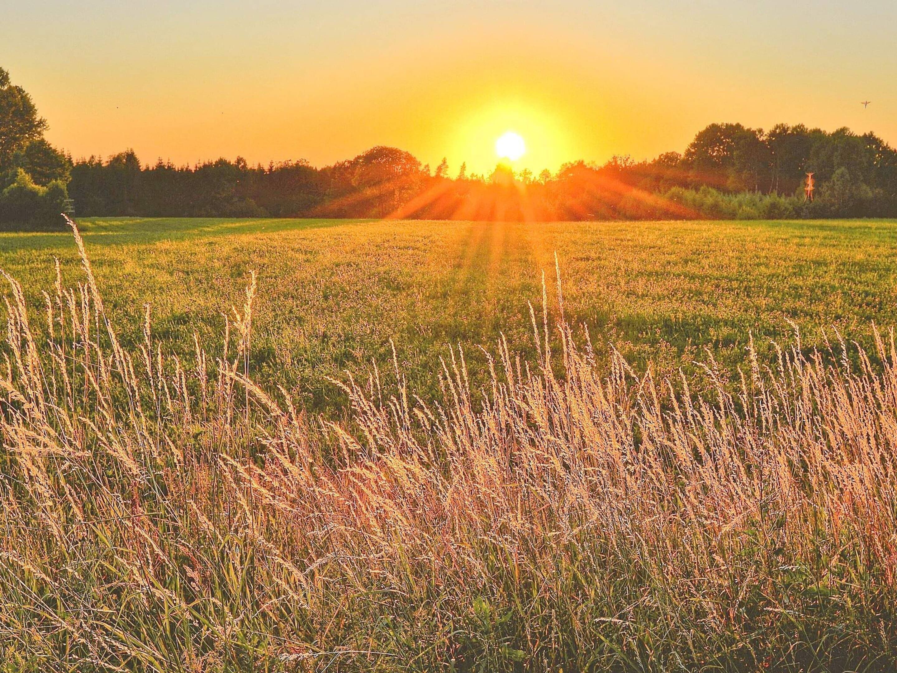 A field with tall grasses and a sunset in the background.