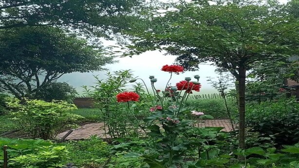 Un jardin où l’on trouve une variété de plantes et de fleurs, notamment des fleurs rouges et un feuillage vert.