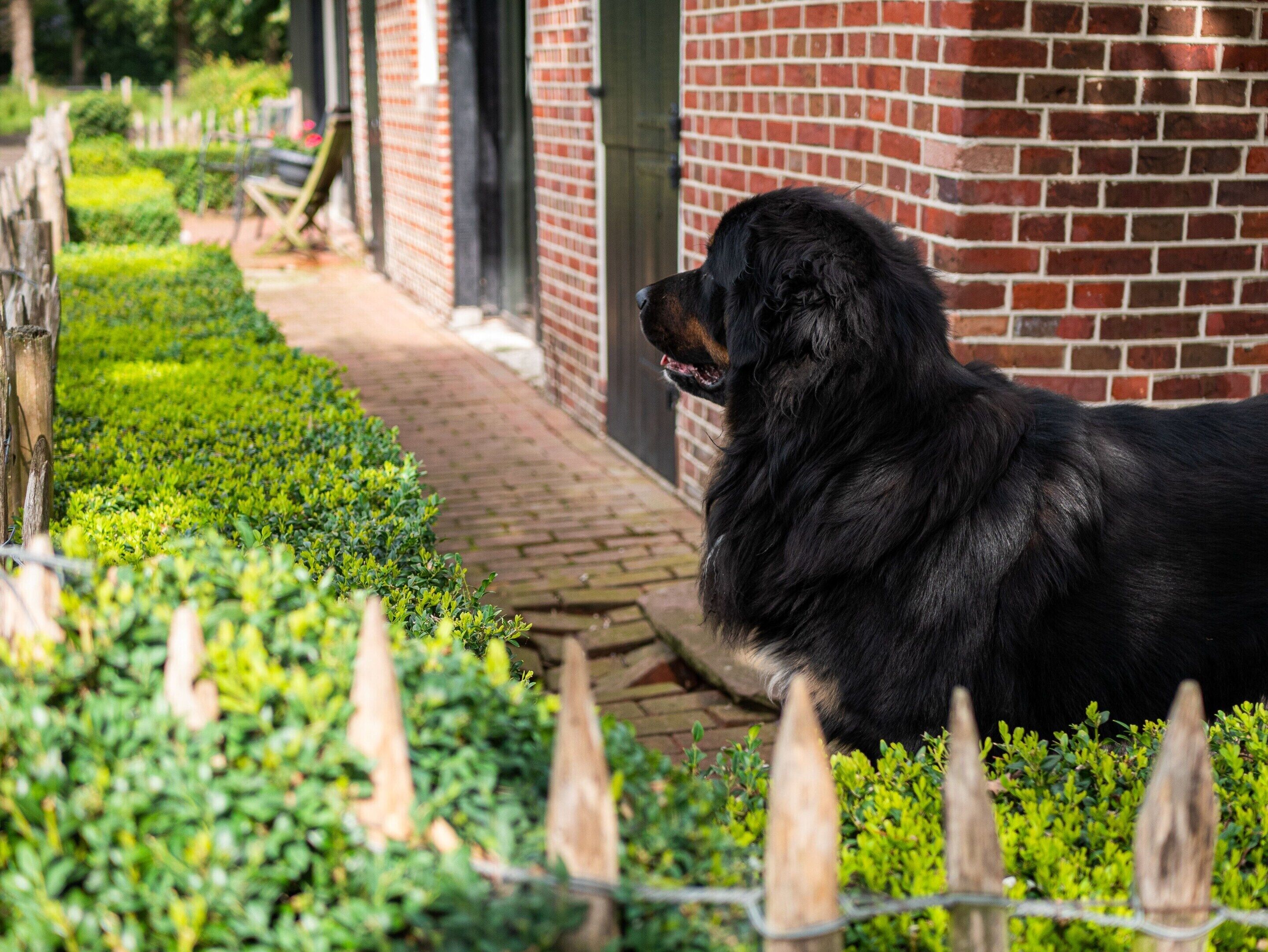 A black dog sitting on a brick wall with a garden path and trimmed hedges in the background.