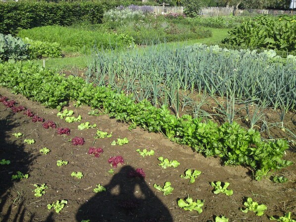 Comfort House, 4 Bedrooms | Pemandangan dari hartanah