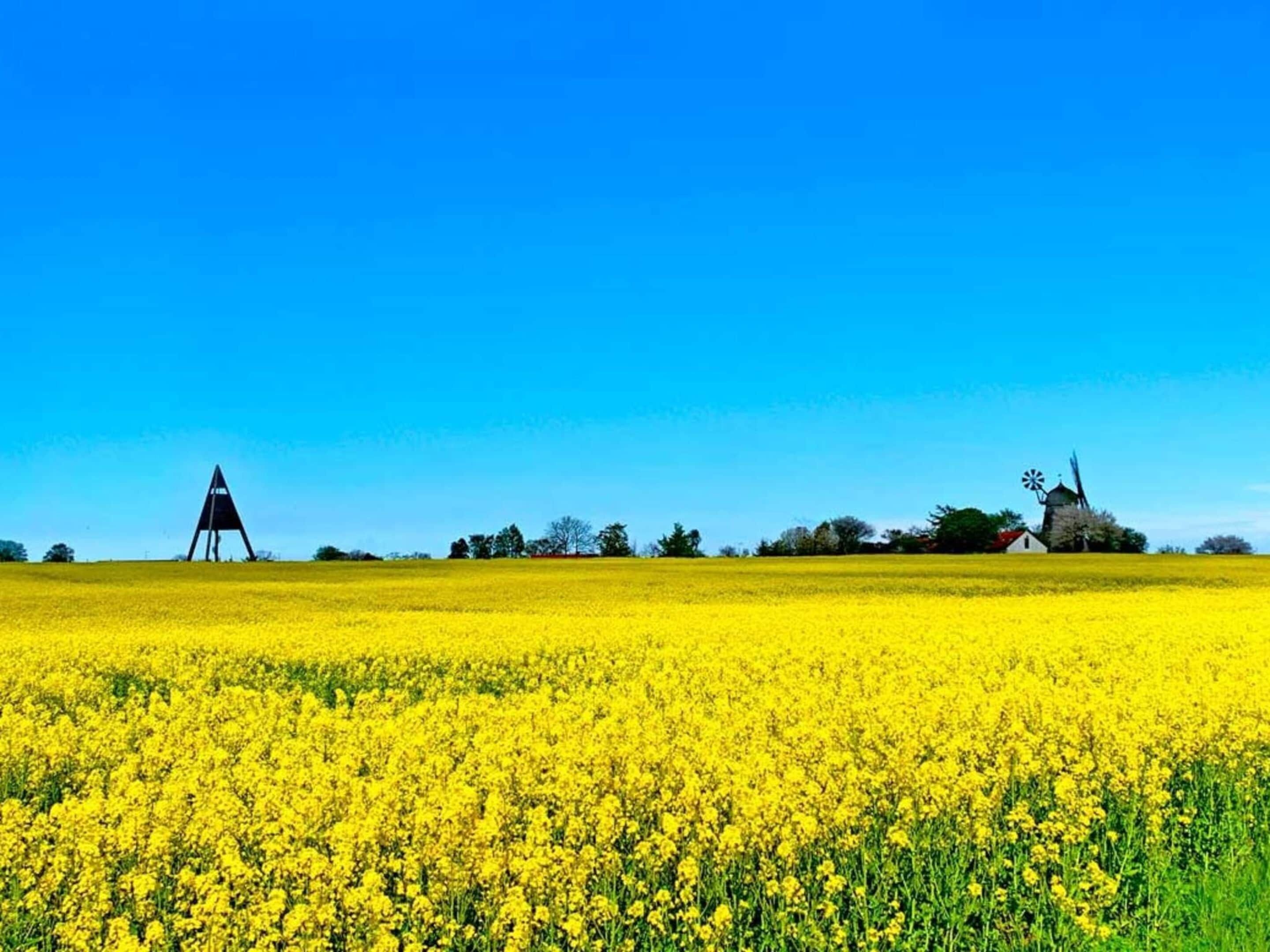 A field of yellow flowers with a windmill and a triangular structure in the distance.