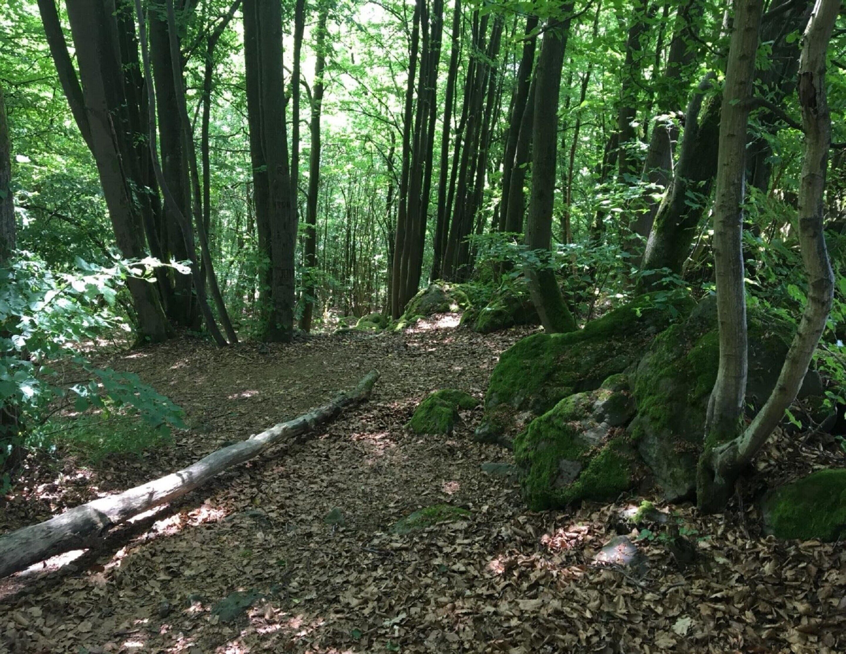 A forest trail with a fallen log and moss-covered rocks.