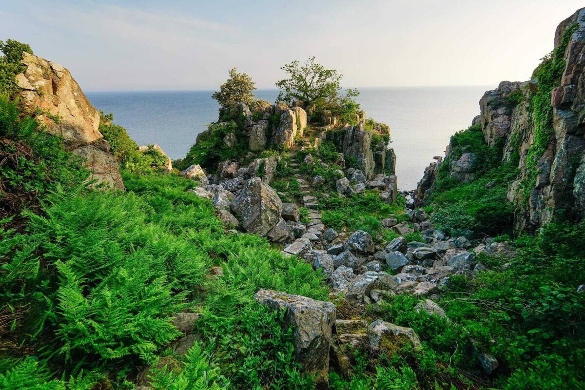 Paisaje costero rocoso con helechos verdes frondosos y vista al mar.