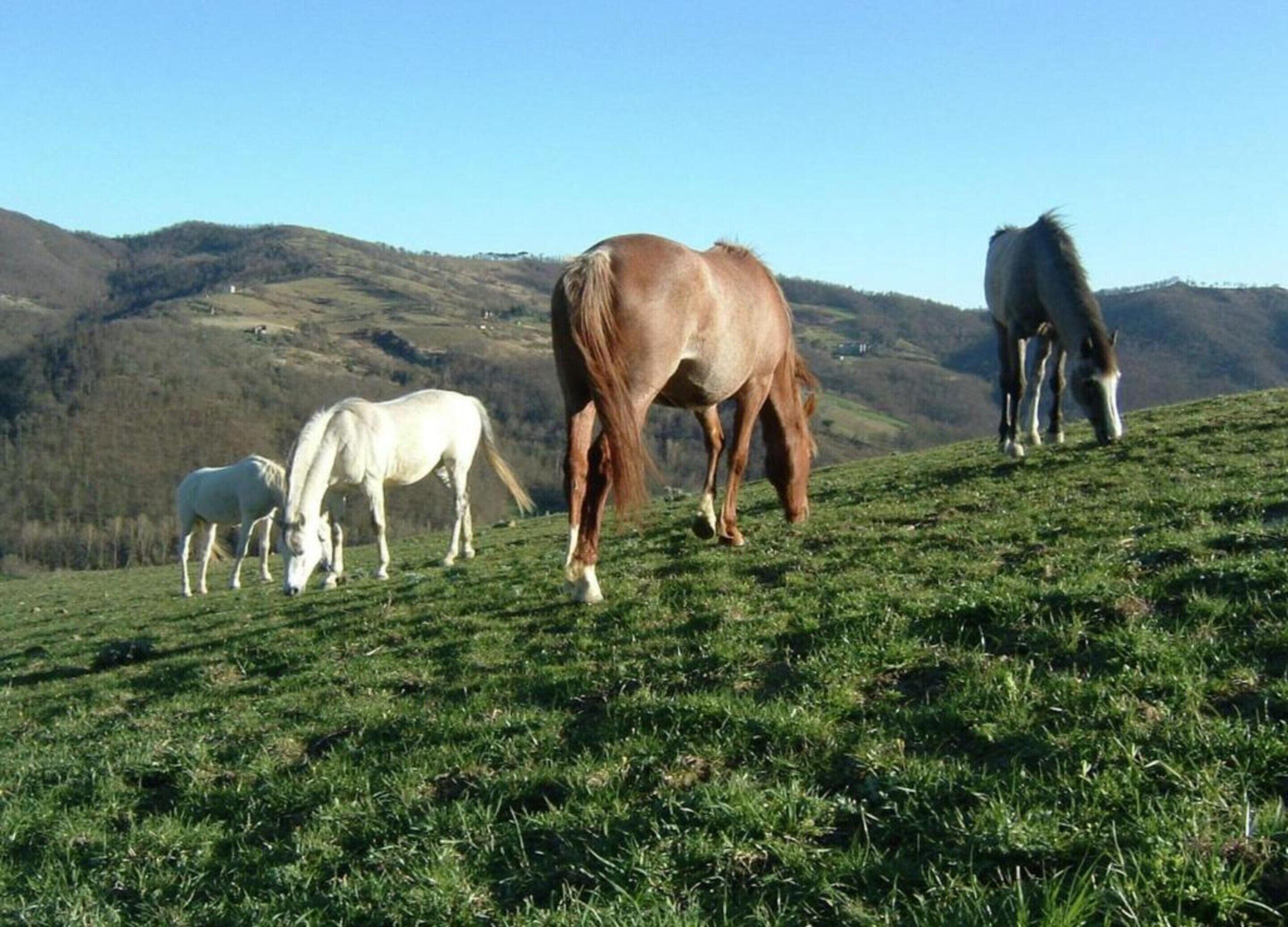Een groene heuvel met paarden die grazen.