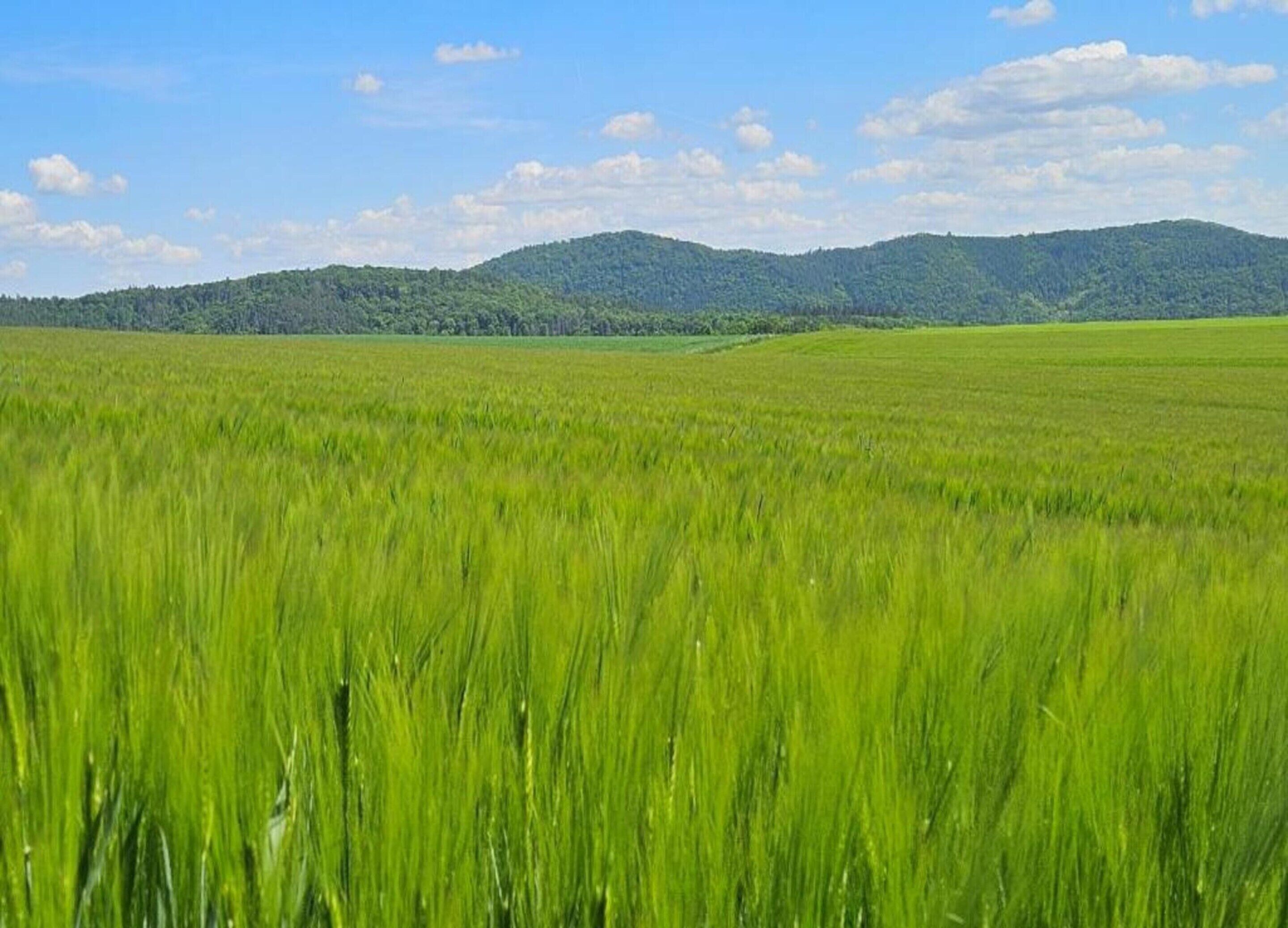Een uitgestrekt veld met groene gewassen onder een heldere lucht.