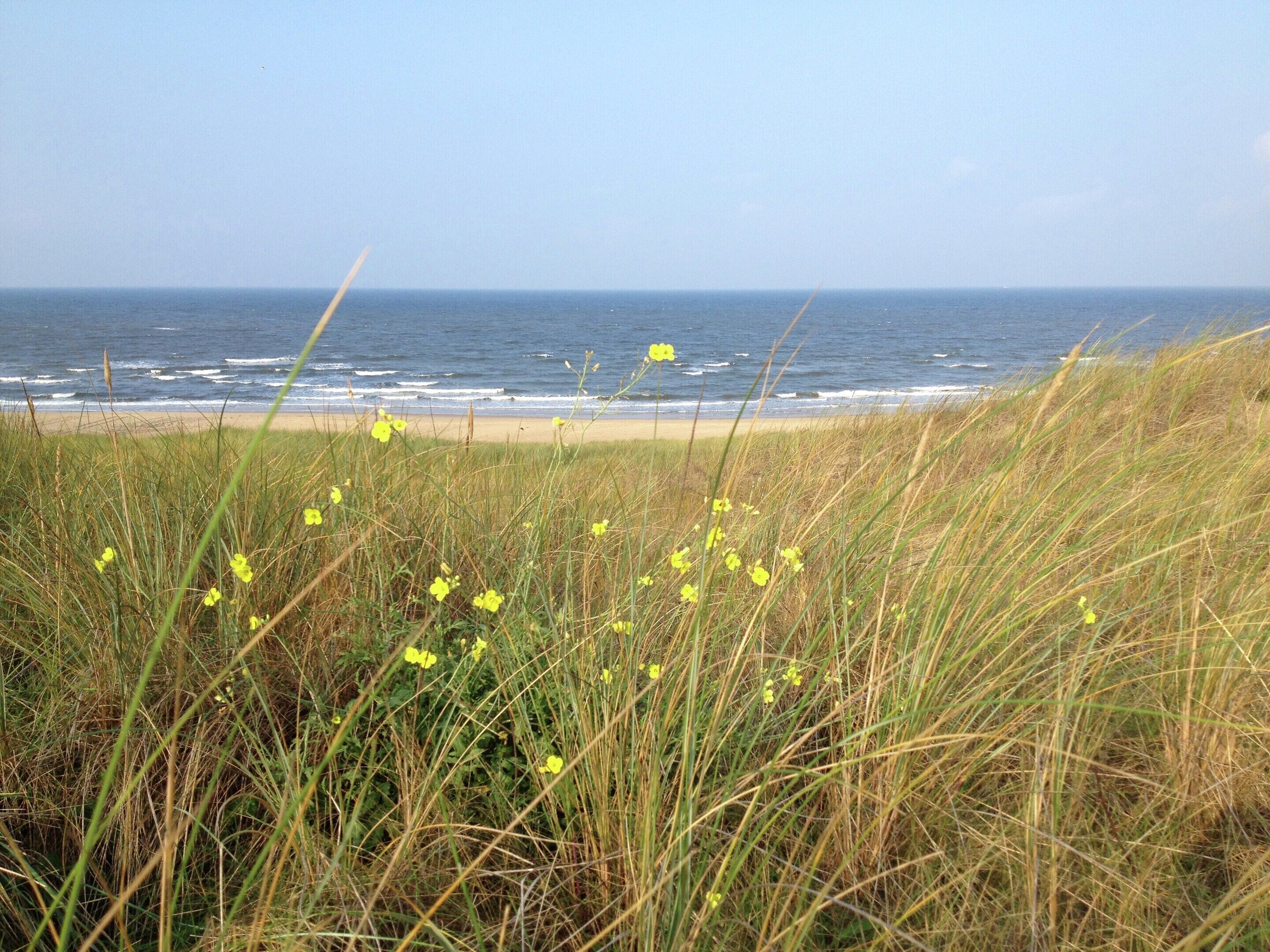 A coastal landscape with a beach, grassy dunes, and the ocean.