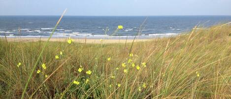 A coastal landscape with a beach, grassy dunes, and the ocean.