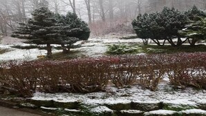 A snowy landscape with evergreen trees and a snow-covered ground. - Luxurious Apartment in Heubach Germany in the Forest (Masserberg)