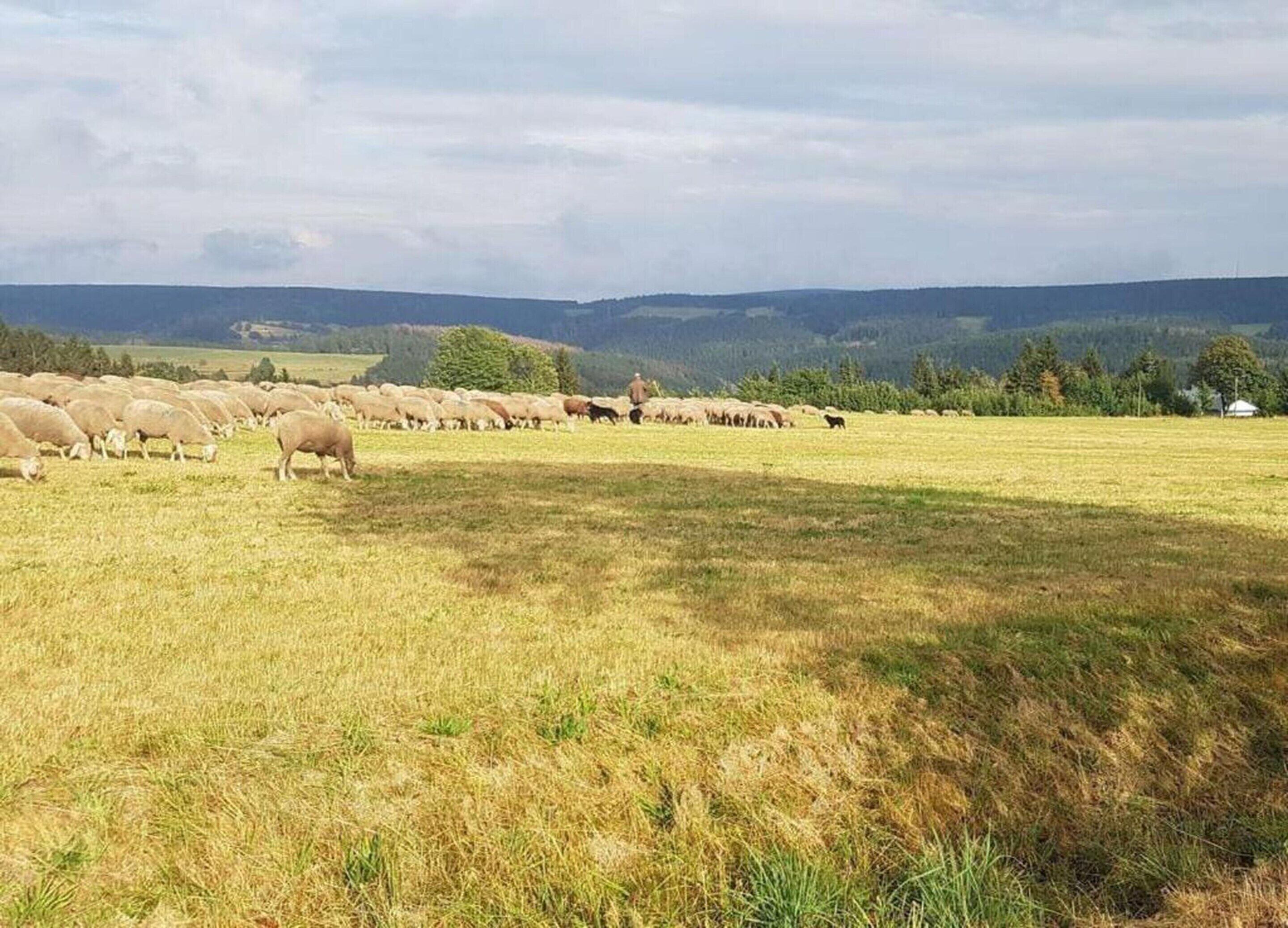 A wide-open field with a herd of sheep grazing.