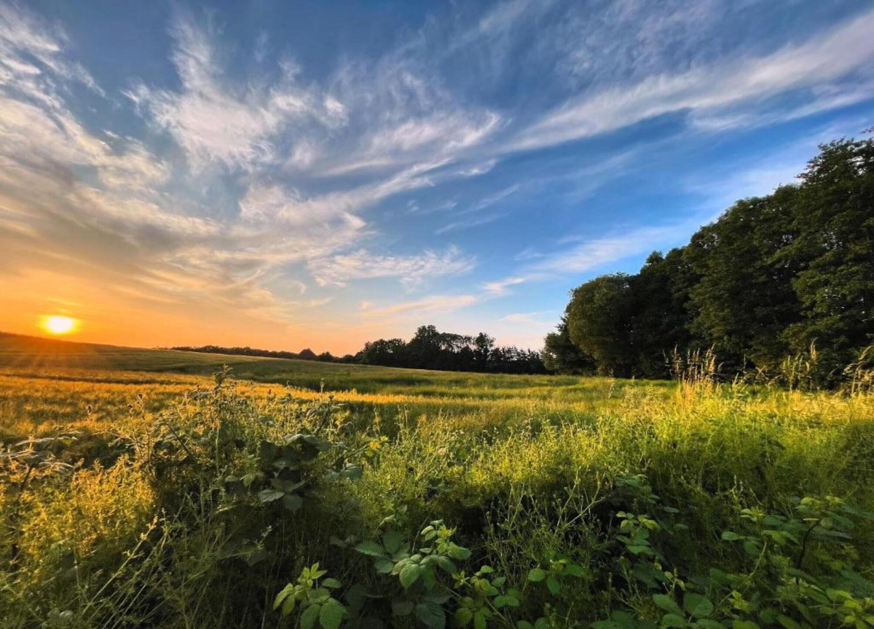 A field with tall grass and trees in the background under a clear sky.