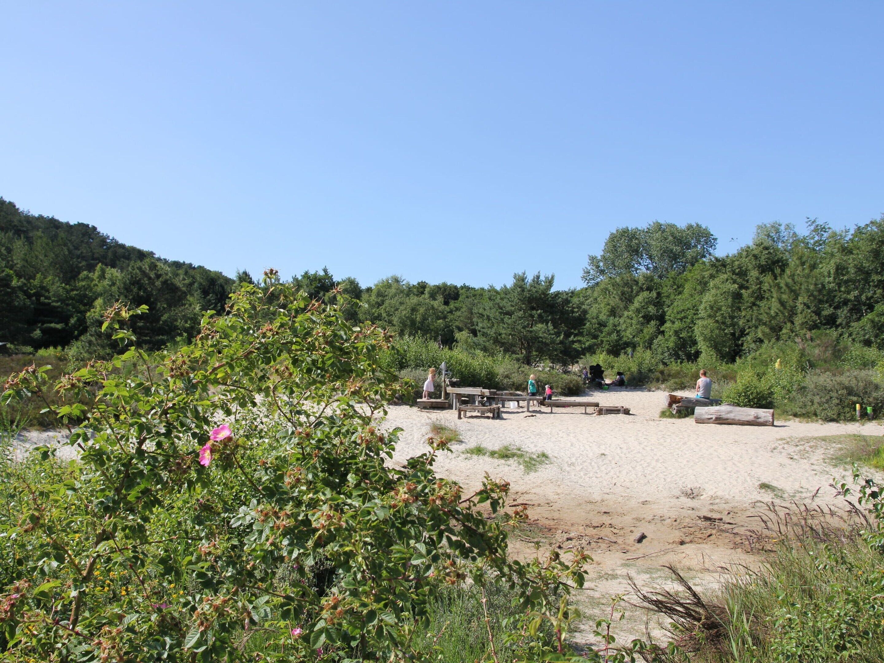 A sandy beach area with picnic tables and benches, surrounded by dense greenery and trees.