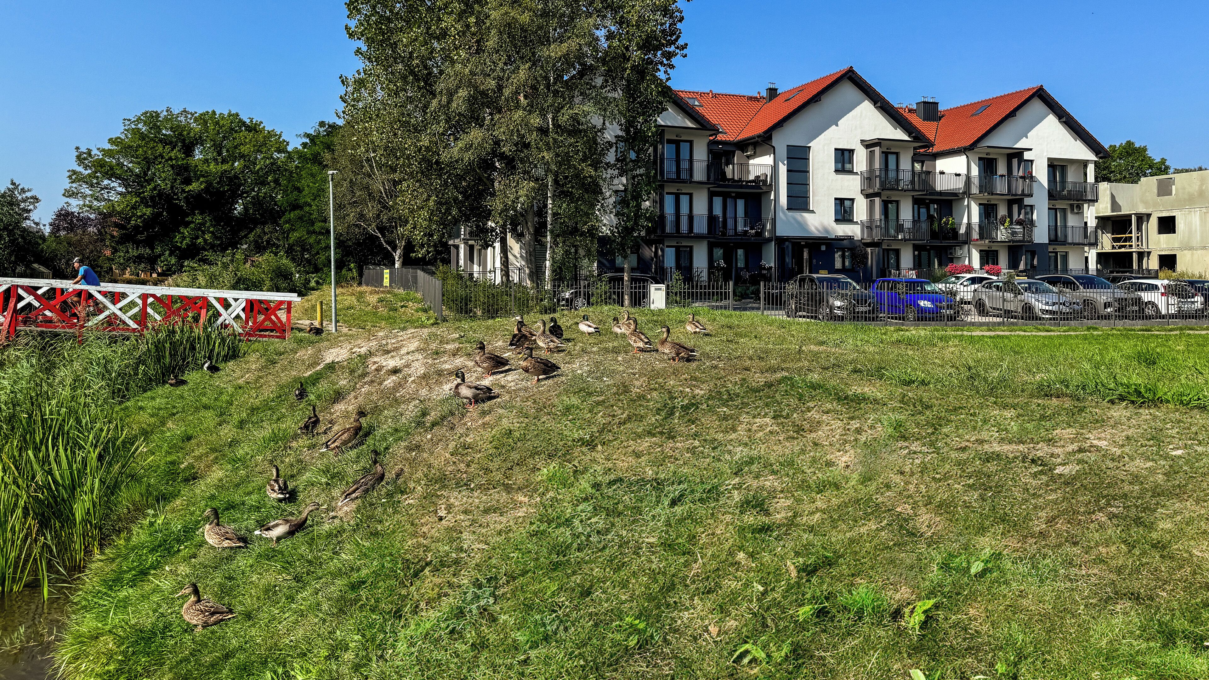 A grassy area with a pond, a red and white fence, and a row of modern two-story houses with red roofs.