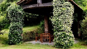Une structure rustique en bois, avec un banc et une table, entourée d’une végétation luxuriante et d’arbustes à fleurs blanches.