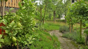 A garden with a gravel path, green foliage, and a building in the background. - Beautiful Apartment in a Black Forest House With Conservatory (Bernau)