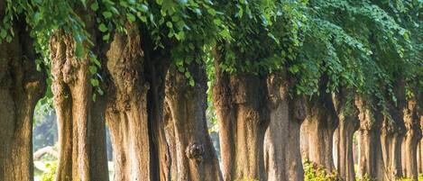 A row of tall trees with a pathway between them.