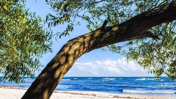 A beach with a tree trunk and clear blue ocean. - 6 Person Holiday Home in Allinge (Gudhjem)